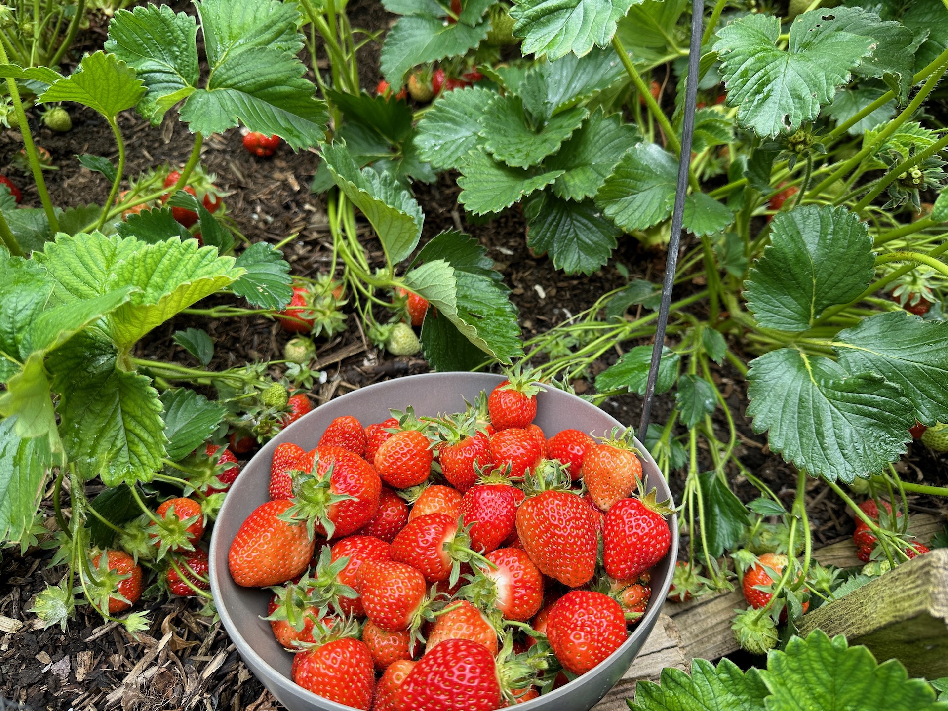 Strawberries Marshmello with no straw underneath, are super clean with almost no slug damage