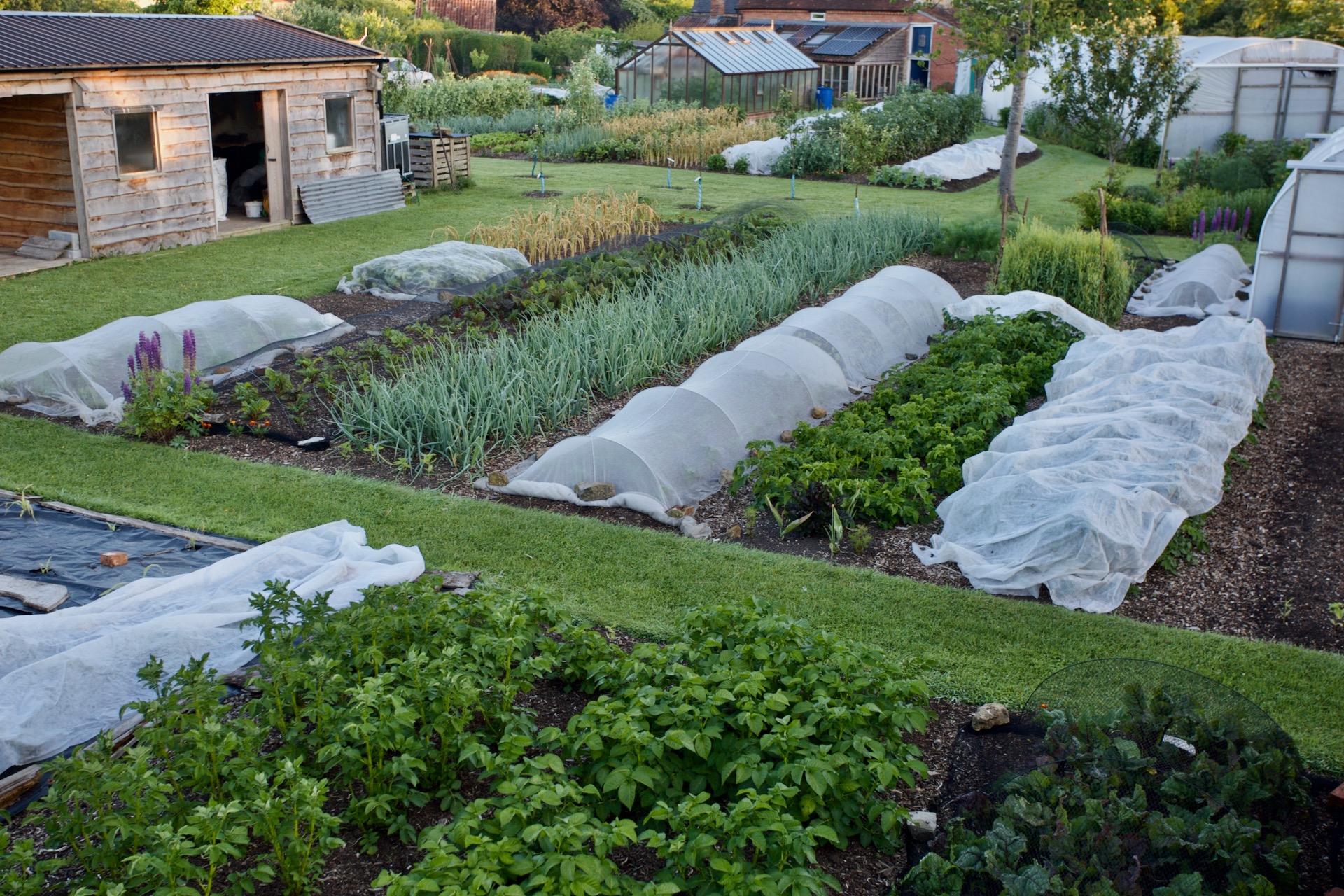 Dawn 9th June when there was ice on my car, 24 days after last-frost date. Fortunately no frozen leaves.