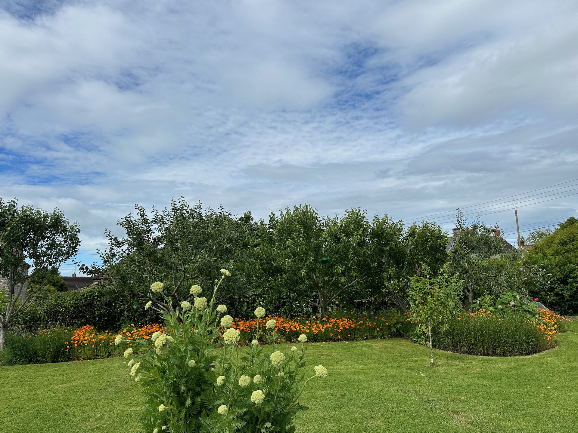 Having observed the sky a lot since the early 1970s, these are almost all man-made clouds.