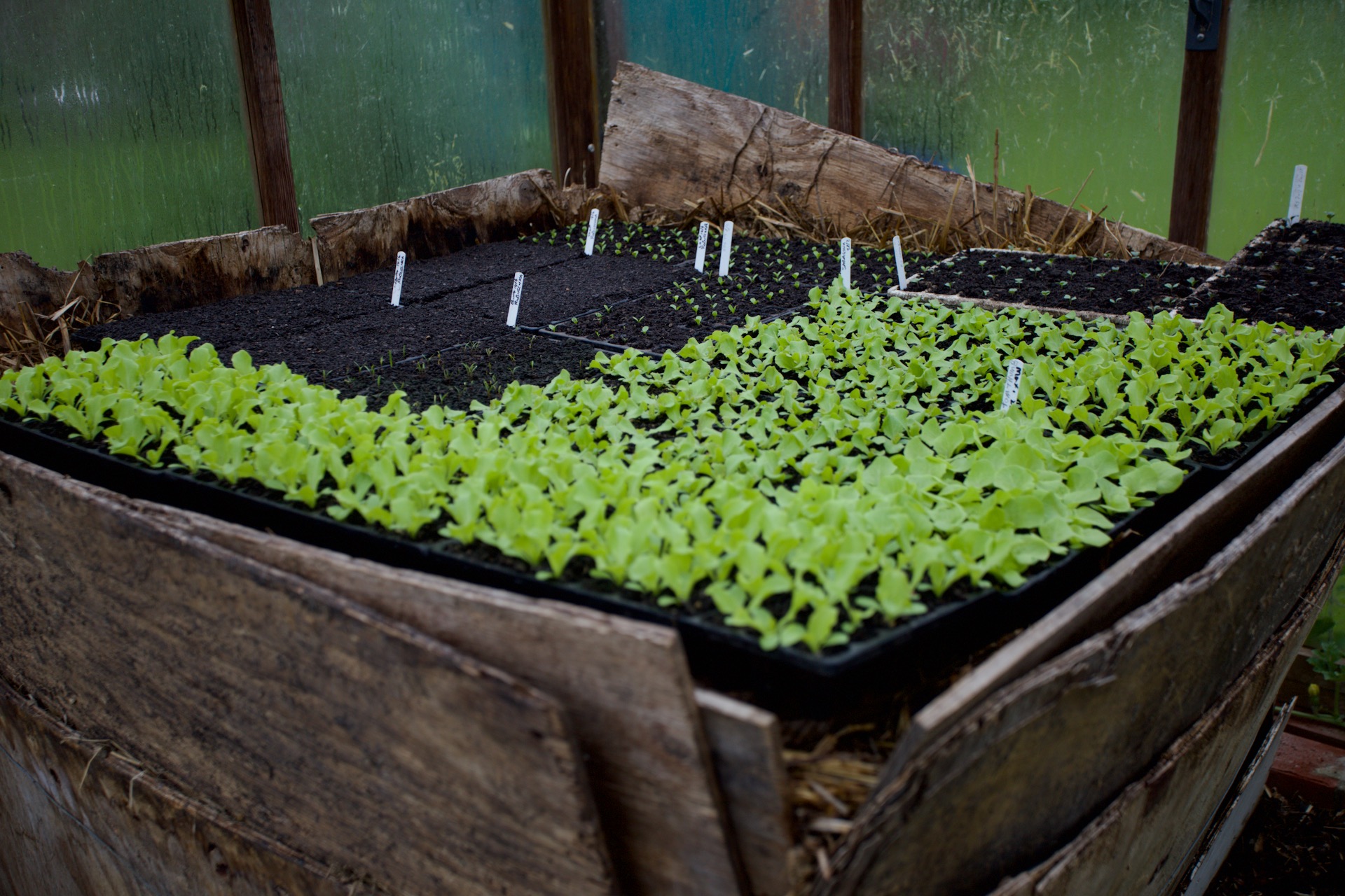 Mid-June in my greenhouse where we have not had time to empty the now-cool hotbed. It can harbour slugs and I have lost a few plants