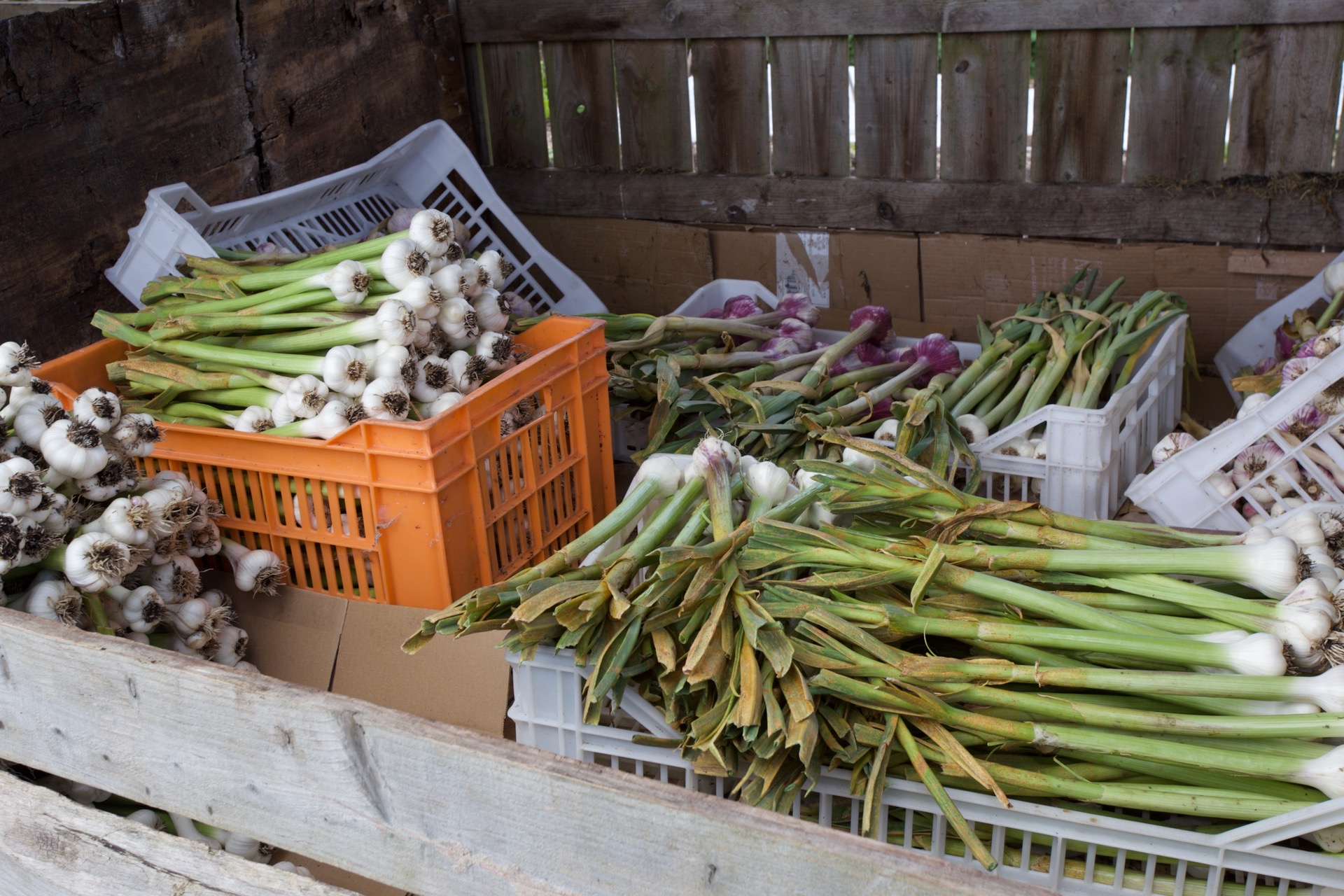 Garlic harvested and trimmed, notice the rust on leaves which brought growth to an early finish point, with smaller bulbs.