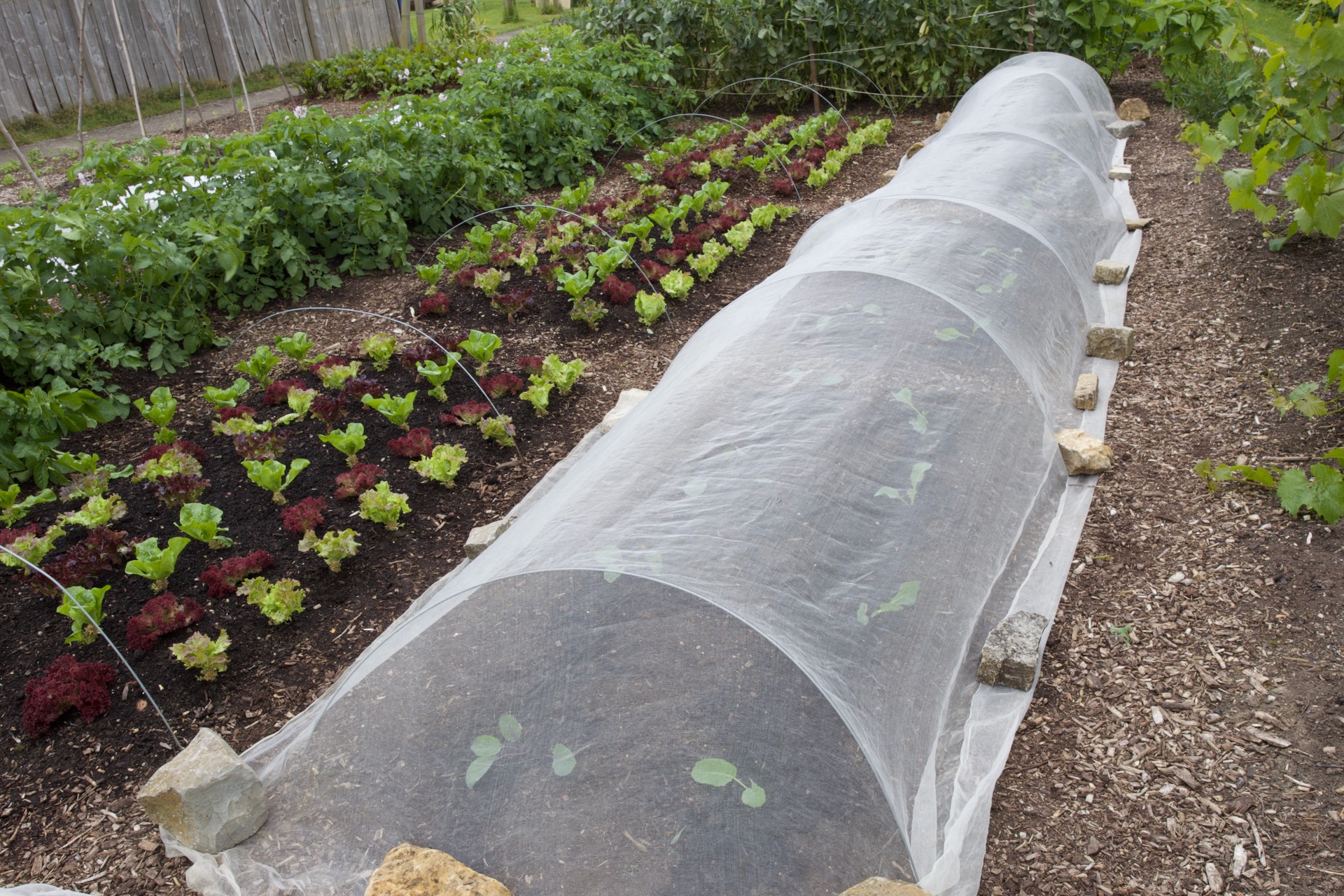 New planting of cabbage to heart in late autumn, after twisting out broad bean stems, leaving most roots in the soil