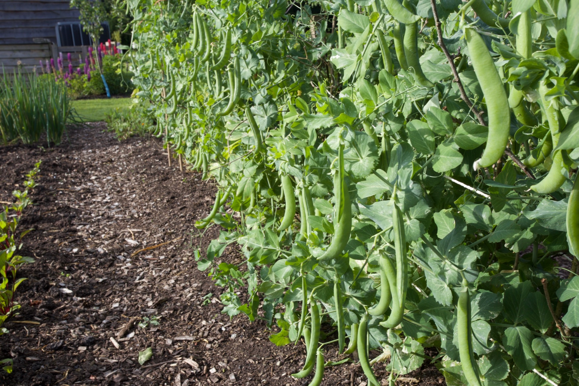 Oskar peas 11th June in my no dig garden, a very early variety and with decent pod length