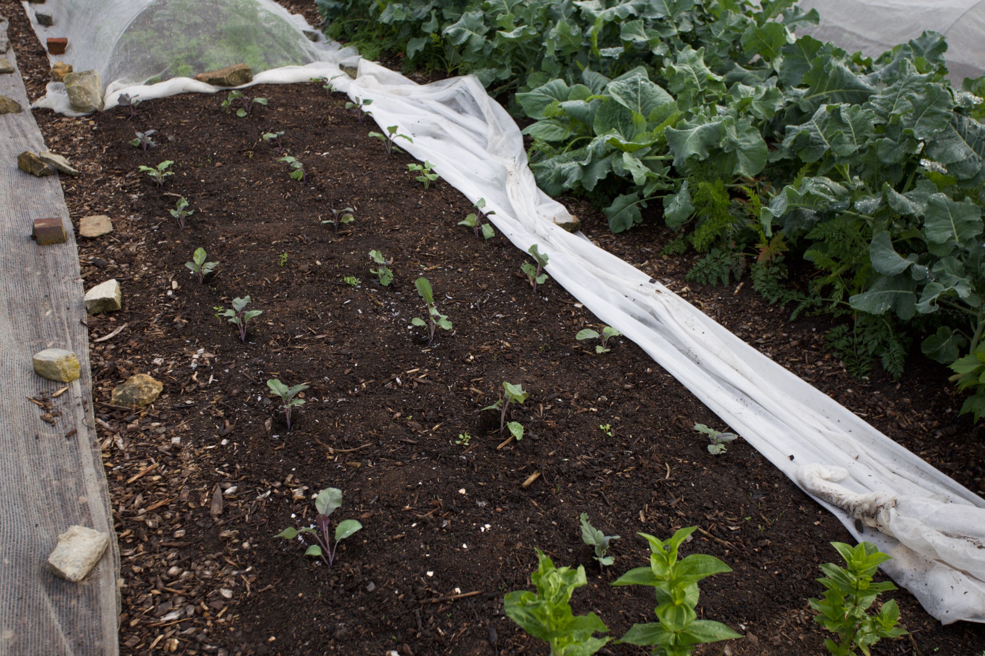 Purple cauliflower transplanted 4th July, after garlic and a failed sowing of carrots, from slug damage. The cover is fleece, very unusual for July.