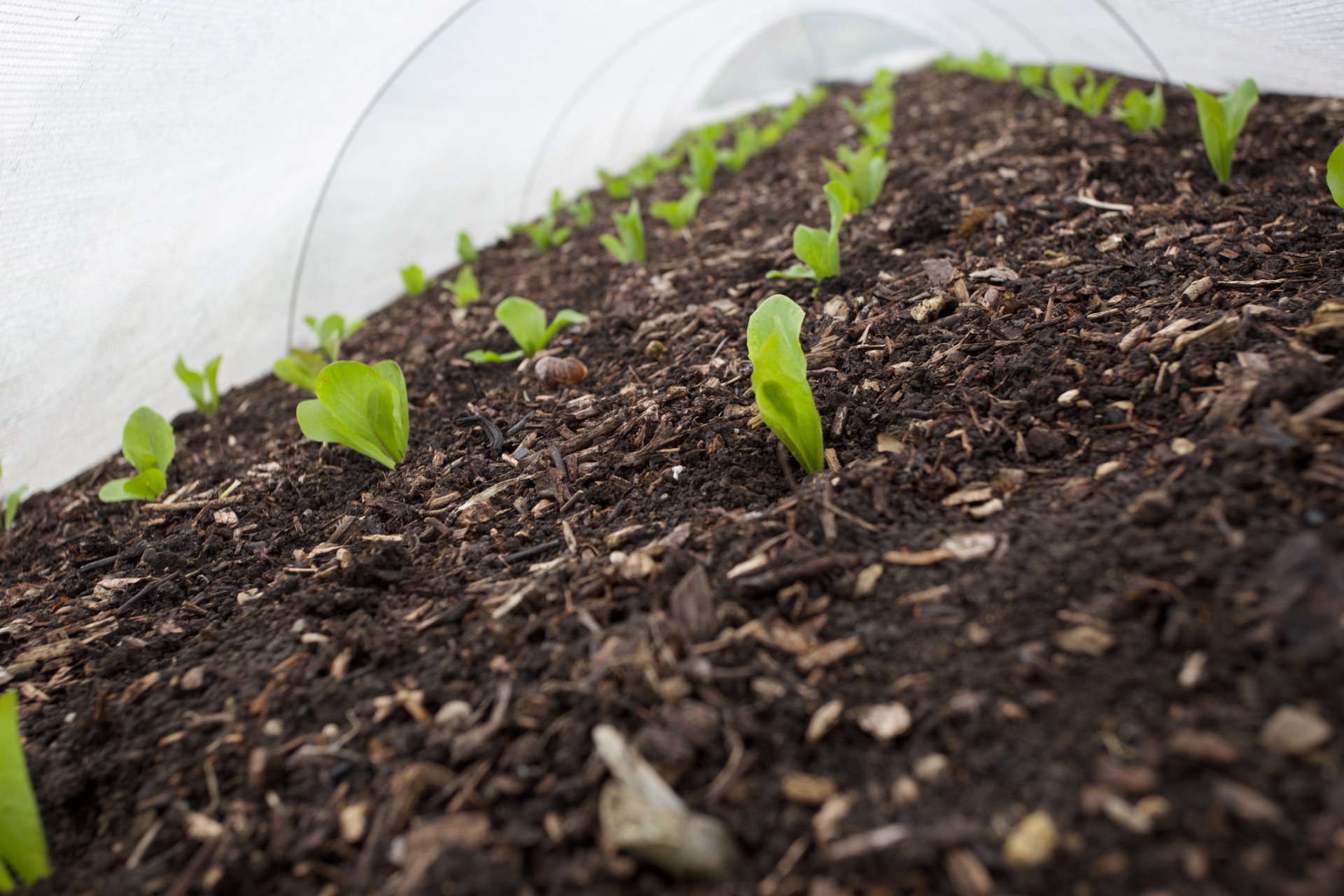 Chicory new transplants under a mesh cover. This bed was beetroot before and bits of wood are from homemade compost applied in December