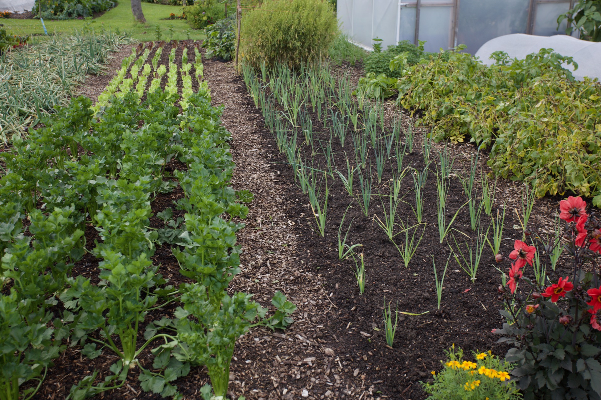 Celeriac, leeks just planted after potatoes, and more potatoes ready to harvest on right