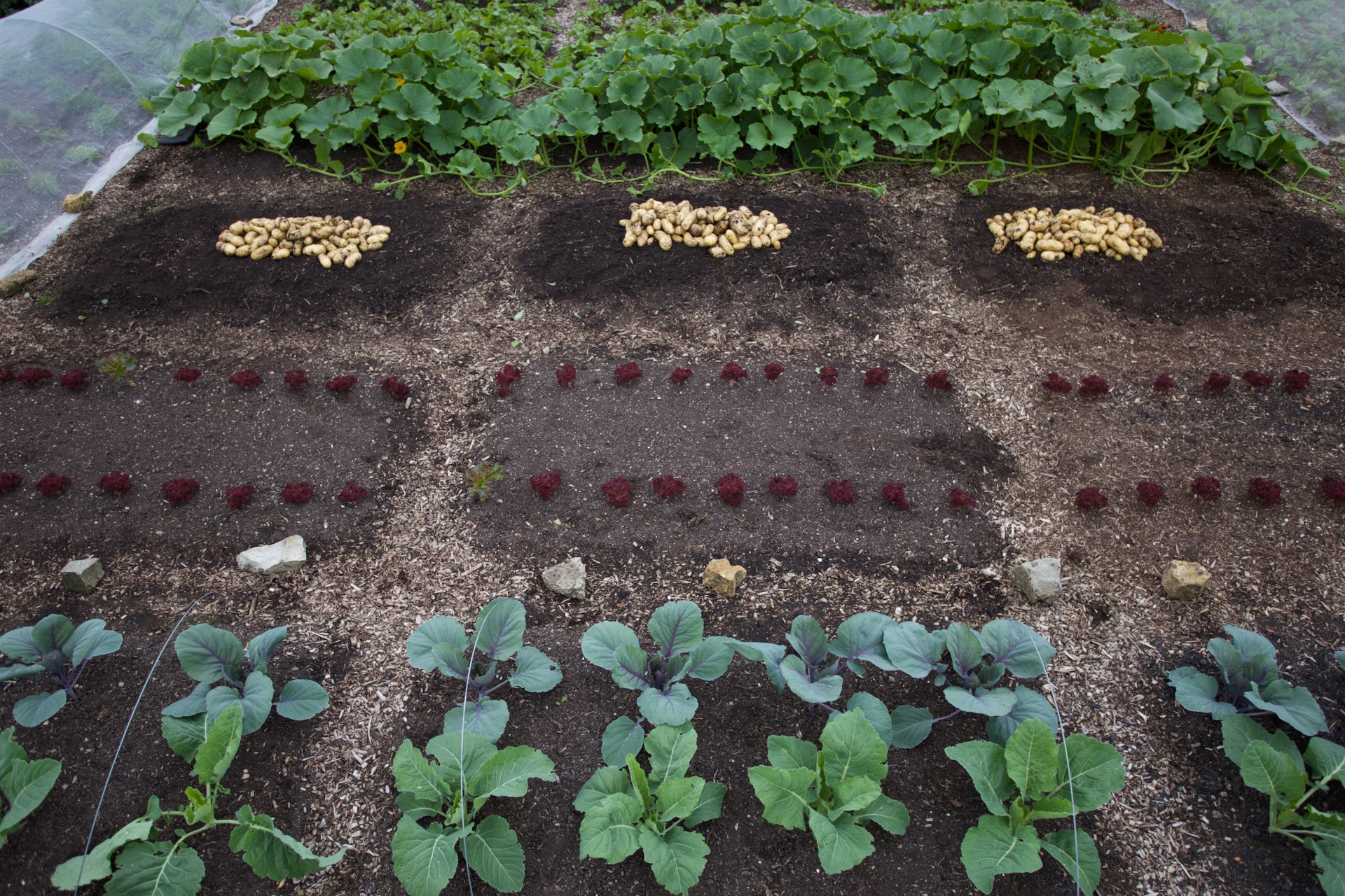 hree Strip Trial potatoes 17.1kg forked bed left, 16.9kg no dig middle, 18.5lg human manure compost right. Makes 52.5kg from 10 m²