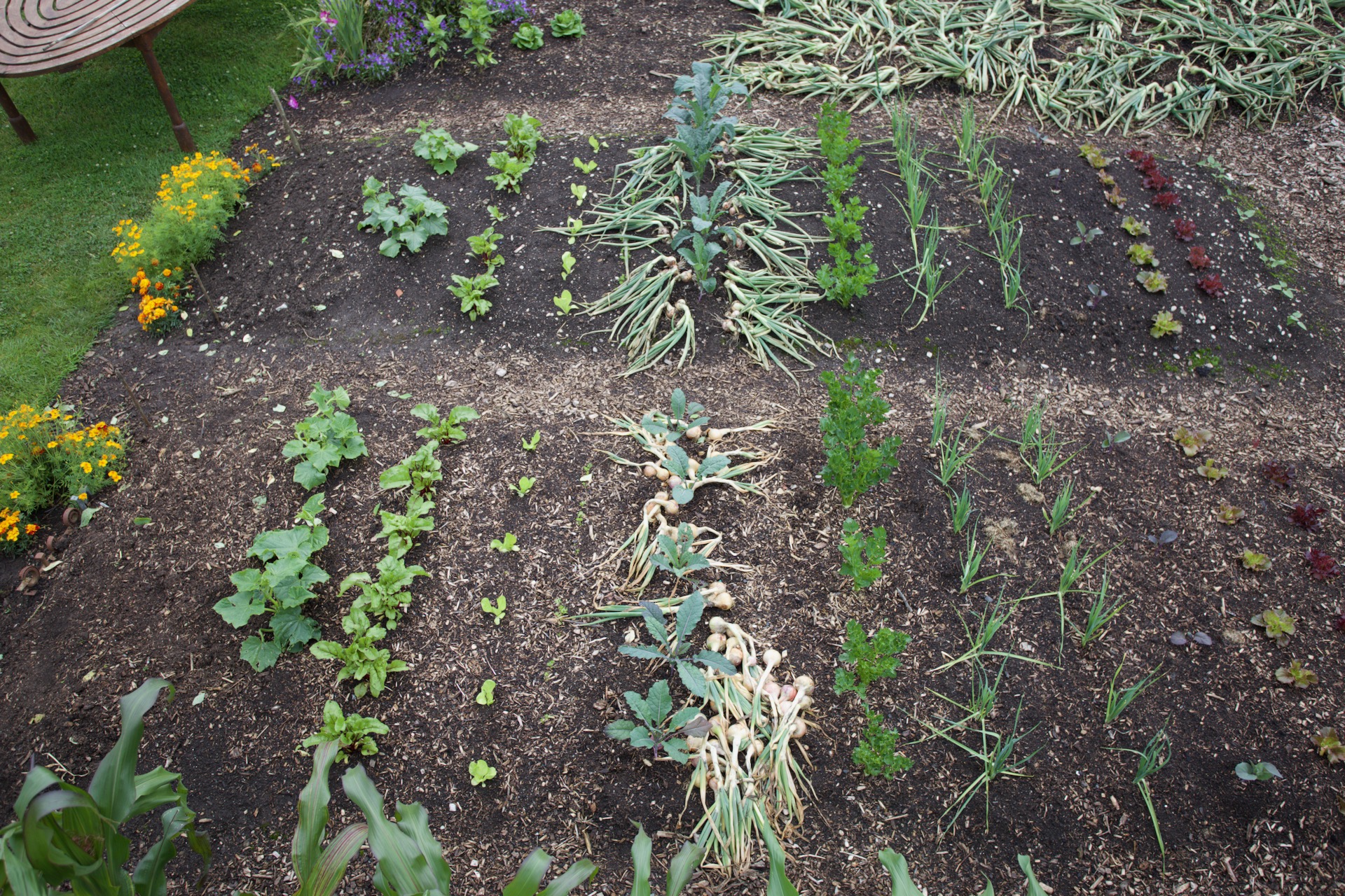 New plantings in my two bed trial, year 12. The no dig bed nearest has given 46kg harvests up to 10th July, compared to 36kg from the dig bed at top of photo