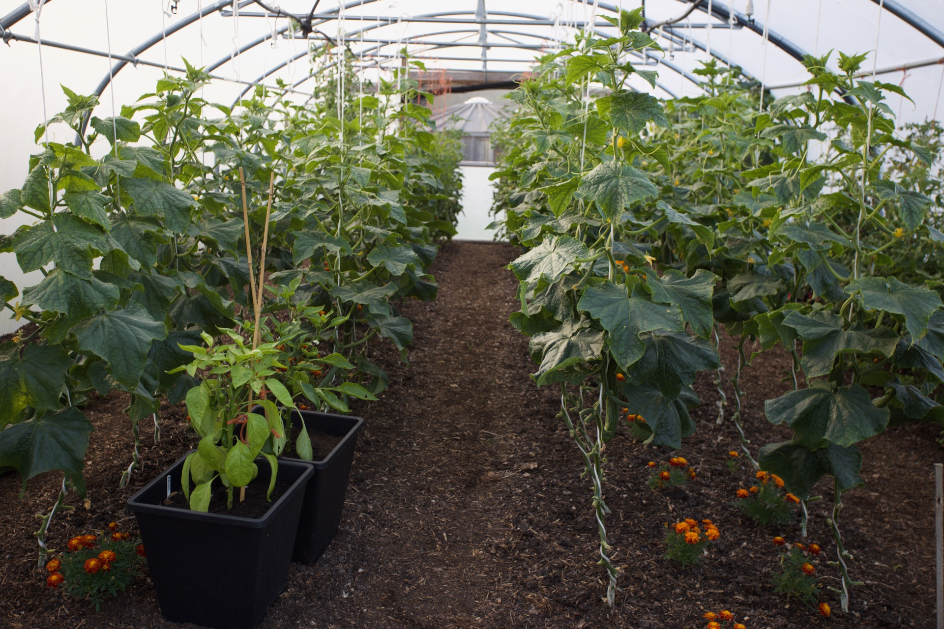 Cucumbers polytunnel, 14th July, harvest so far is 36 saleable ones from 33 plants. Last year by this time it was over 100.