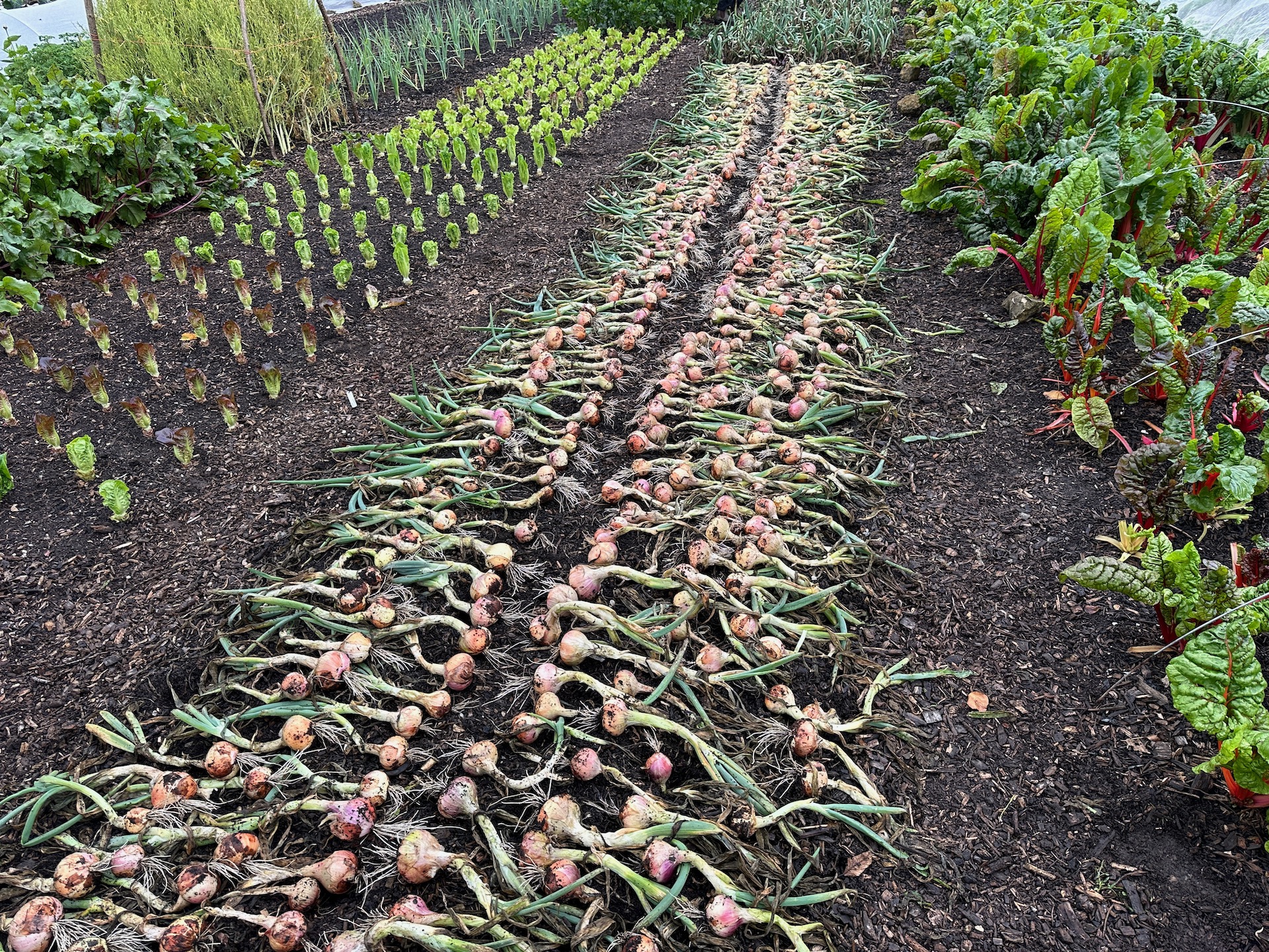 Onions are better than I had expected after suffering mildew plus some leaf miner, they are Rose de Roscoff. Red onions at far end are poor.