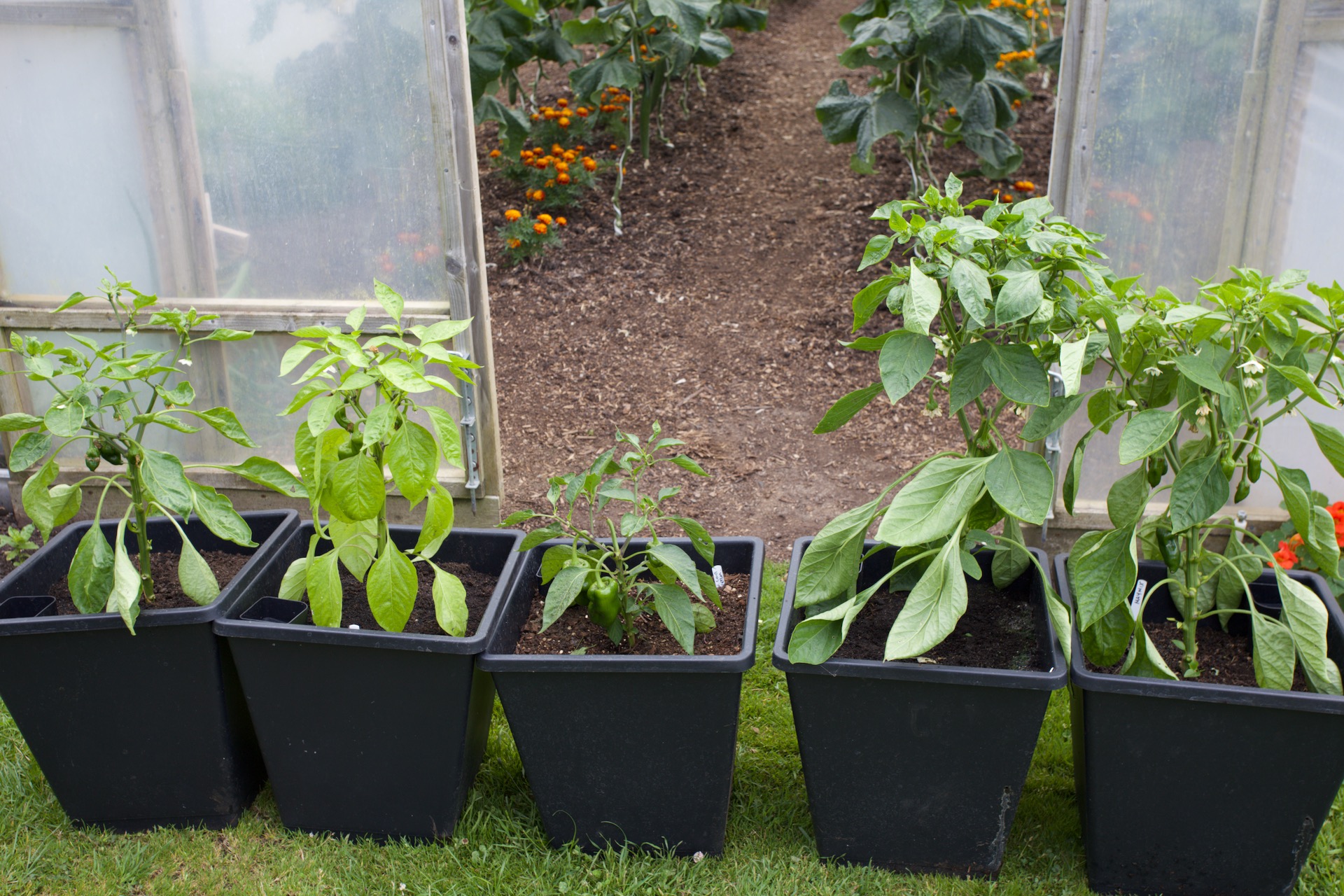 Trial of composts left to right is Moorland Goid peat free, Moorland Gold multipurpose, mix of 1.3 own with 1/3 perlite and 1/3 coir, Pete's Peat Free, and Homeacres own compost