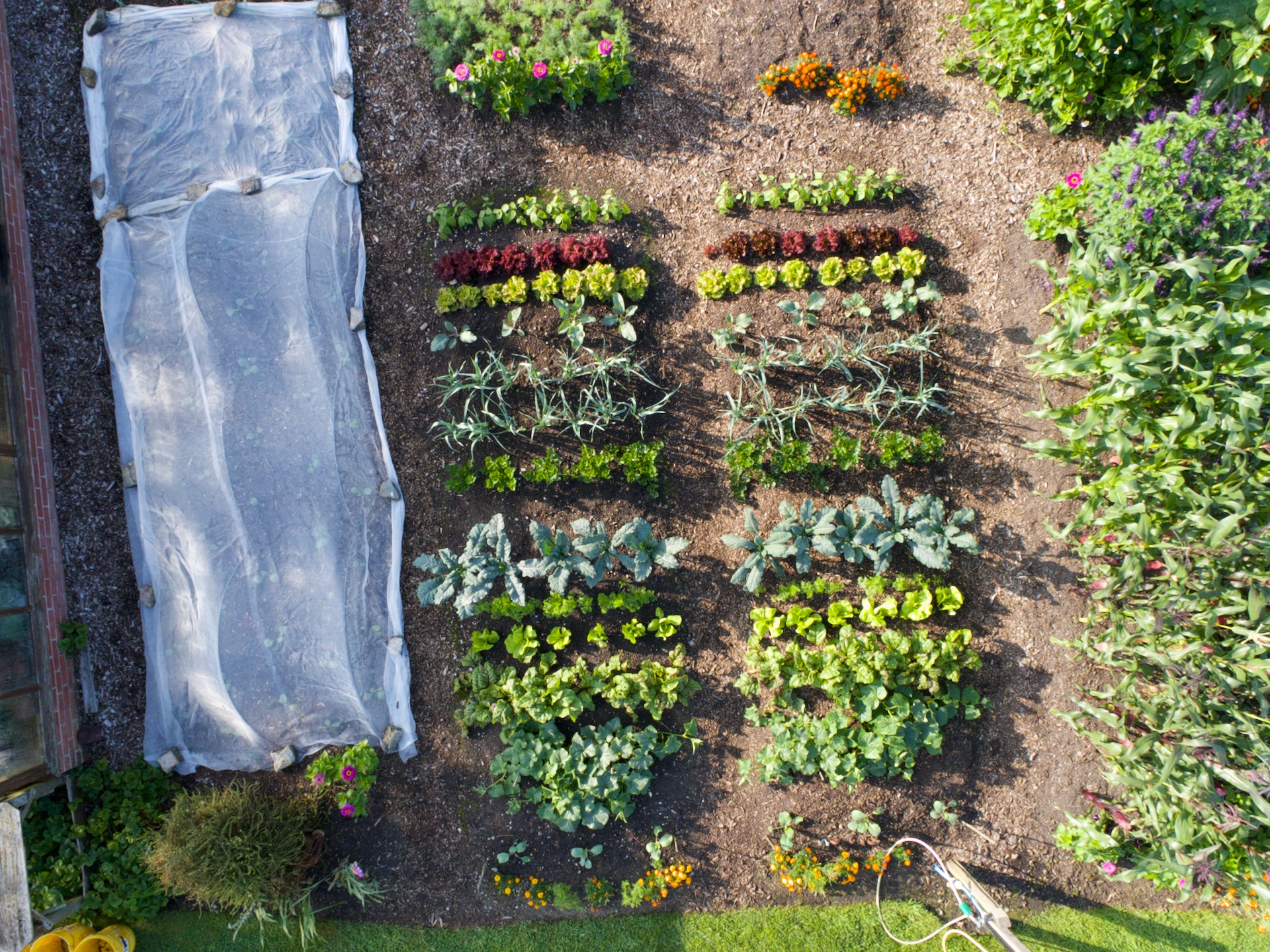 12th year of my trial comparing dug soil left, with no dig right. Both beds of 1.5 x 5 m receive the same amount of compost and so far in 2024, the no dig bed has cropped 28% more