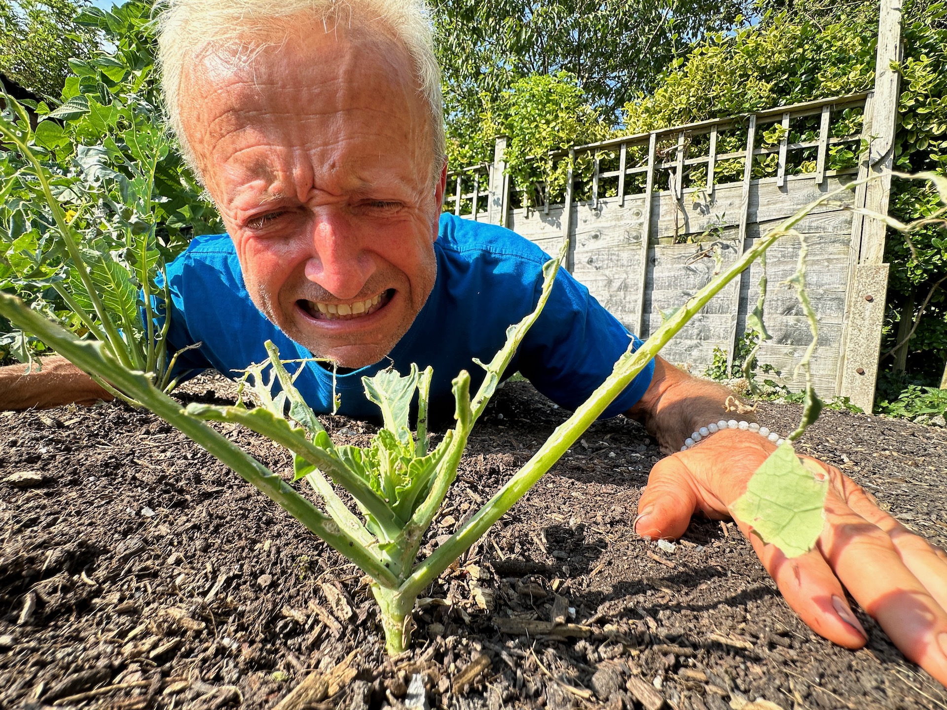 Slugs have caused much damage this year. Transplants usually suffer less then seedlings from direct sowing, but this was a transplant!