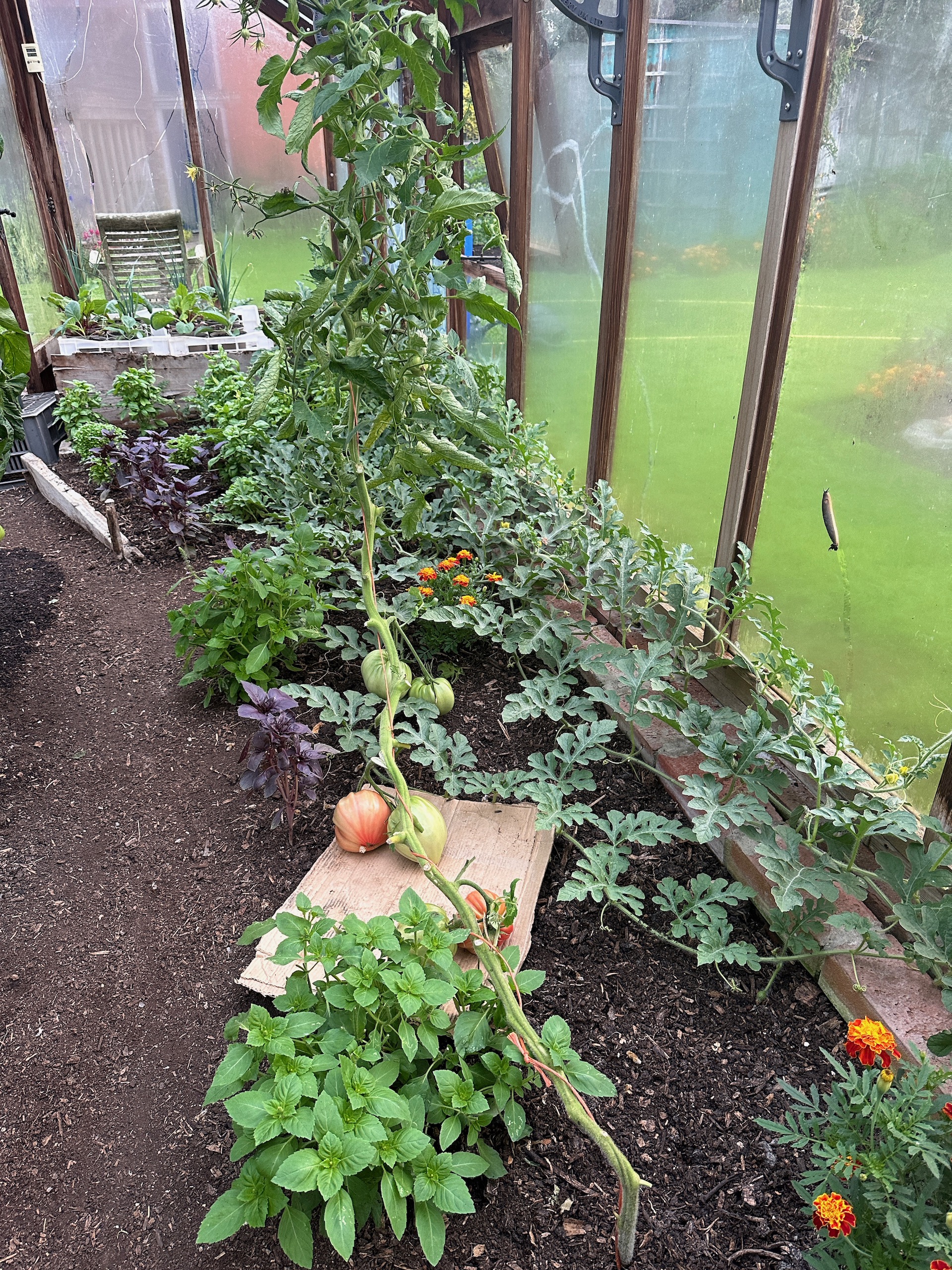 I 'dropped' the long stem of this plant, am finding this year that stem length between trusses and leaf nodes is greater,