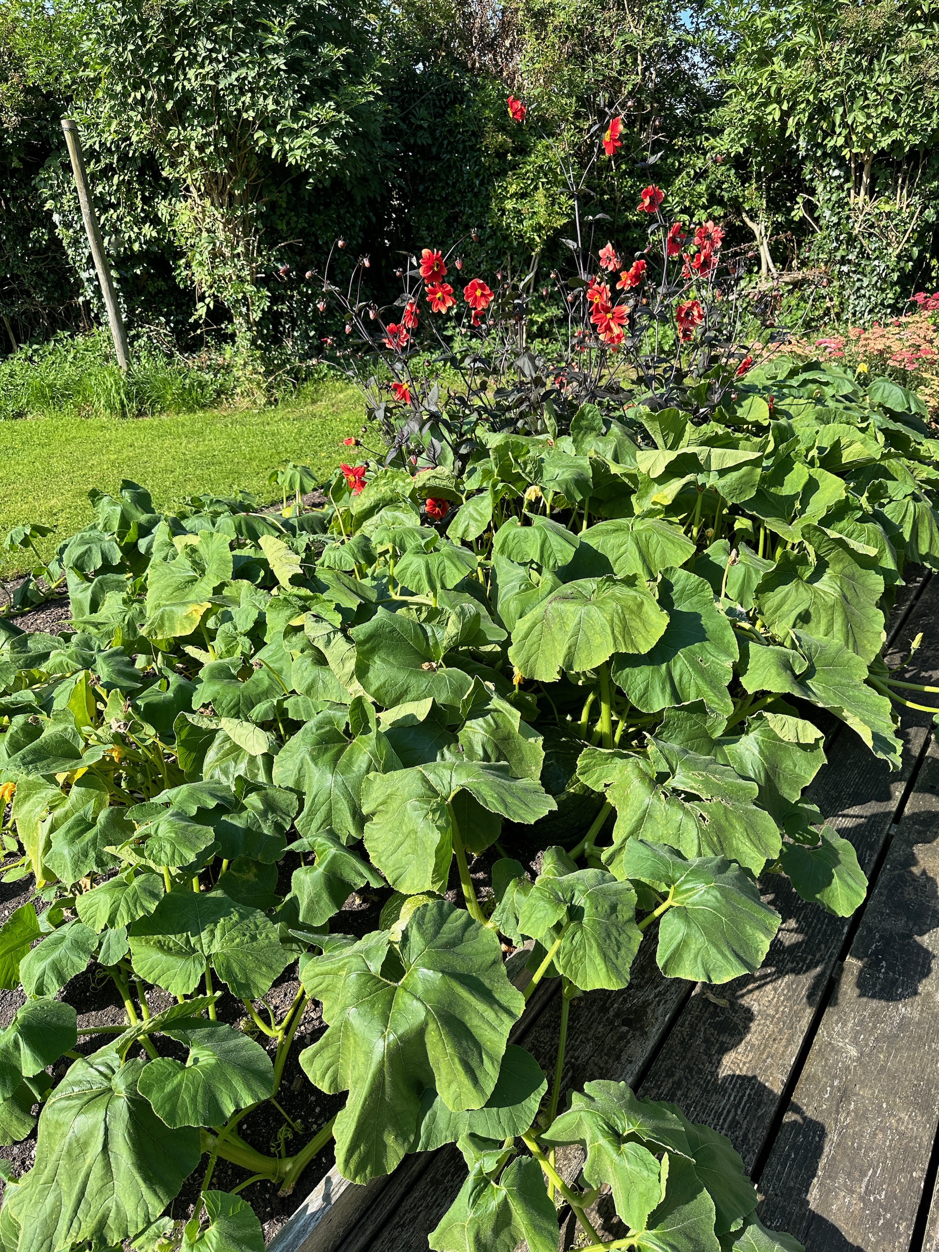 These wilting leaves are from proximity to a tall hedge, whose roots can pull moisture faster than the squash roots can