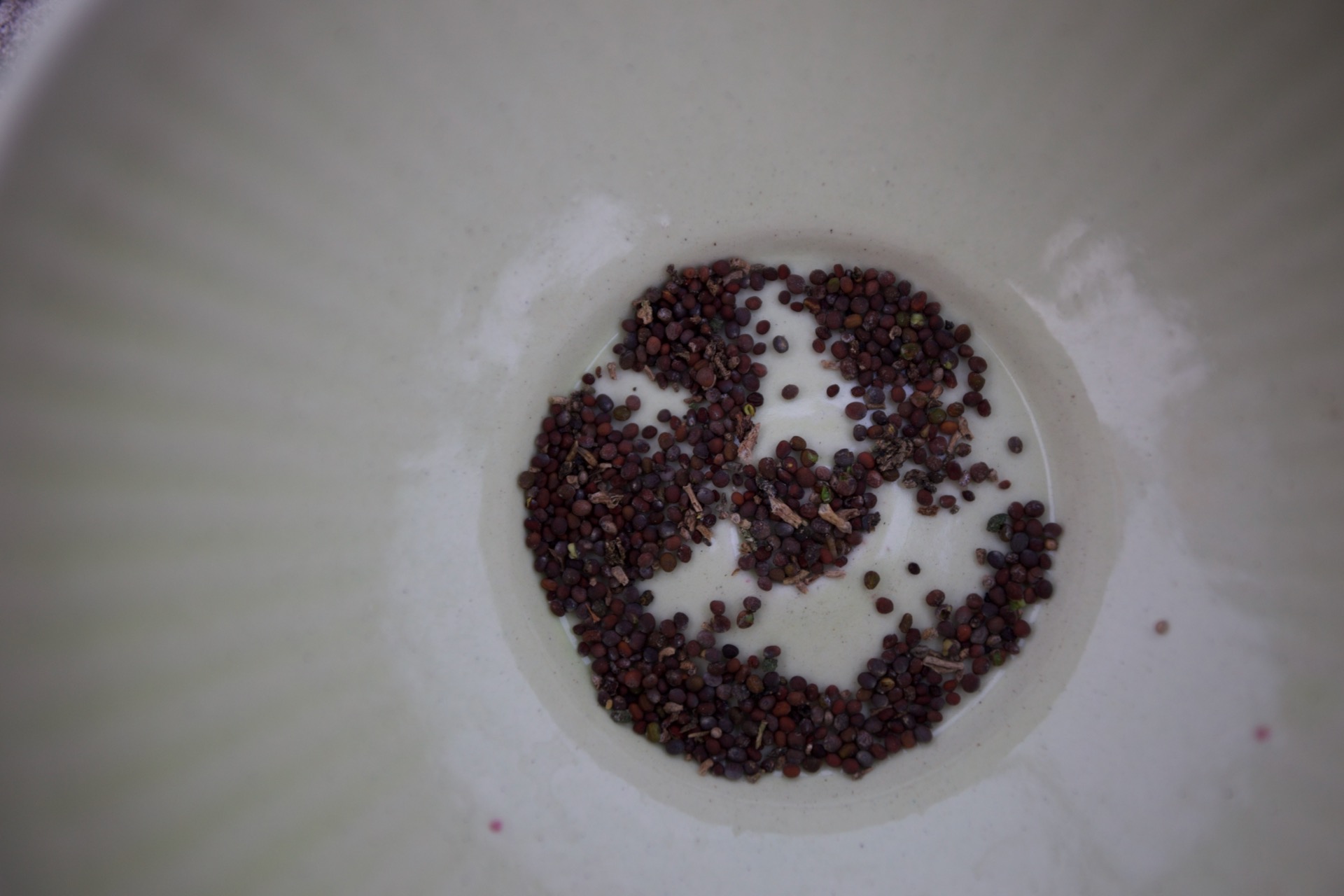 So few seeds from 60 mustard plants, to do I think with a massive insect shortage in spring