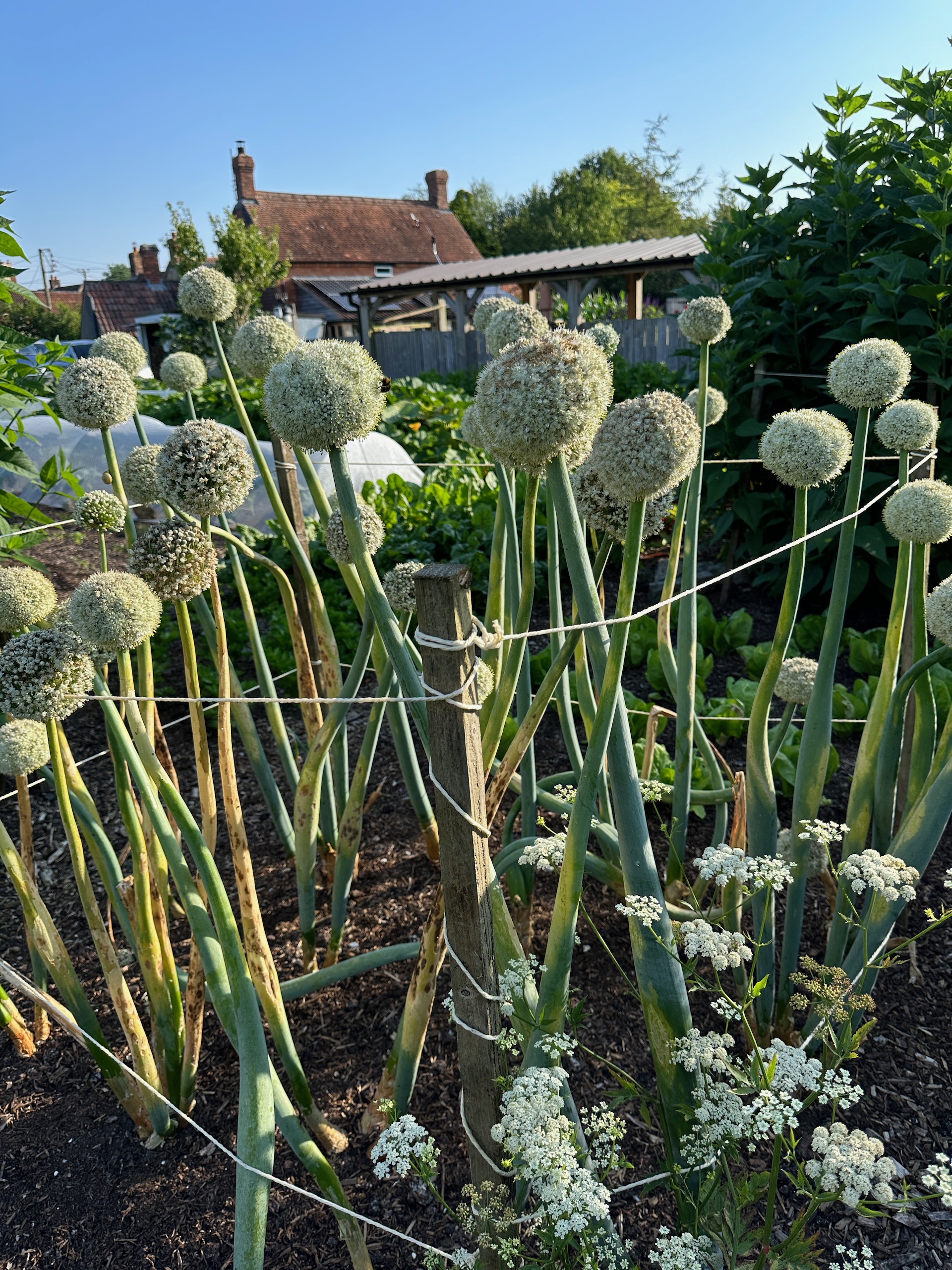 Onions seeding, from bulbs of my 2023 harvest planted in February. The seed harvest is six weeks away and needs fine weather then.