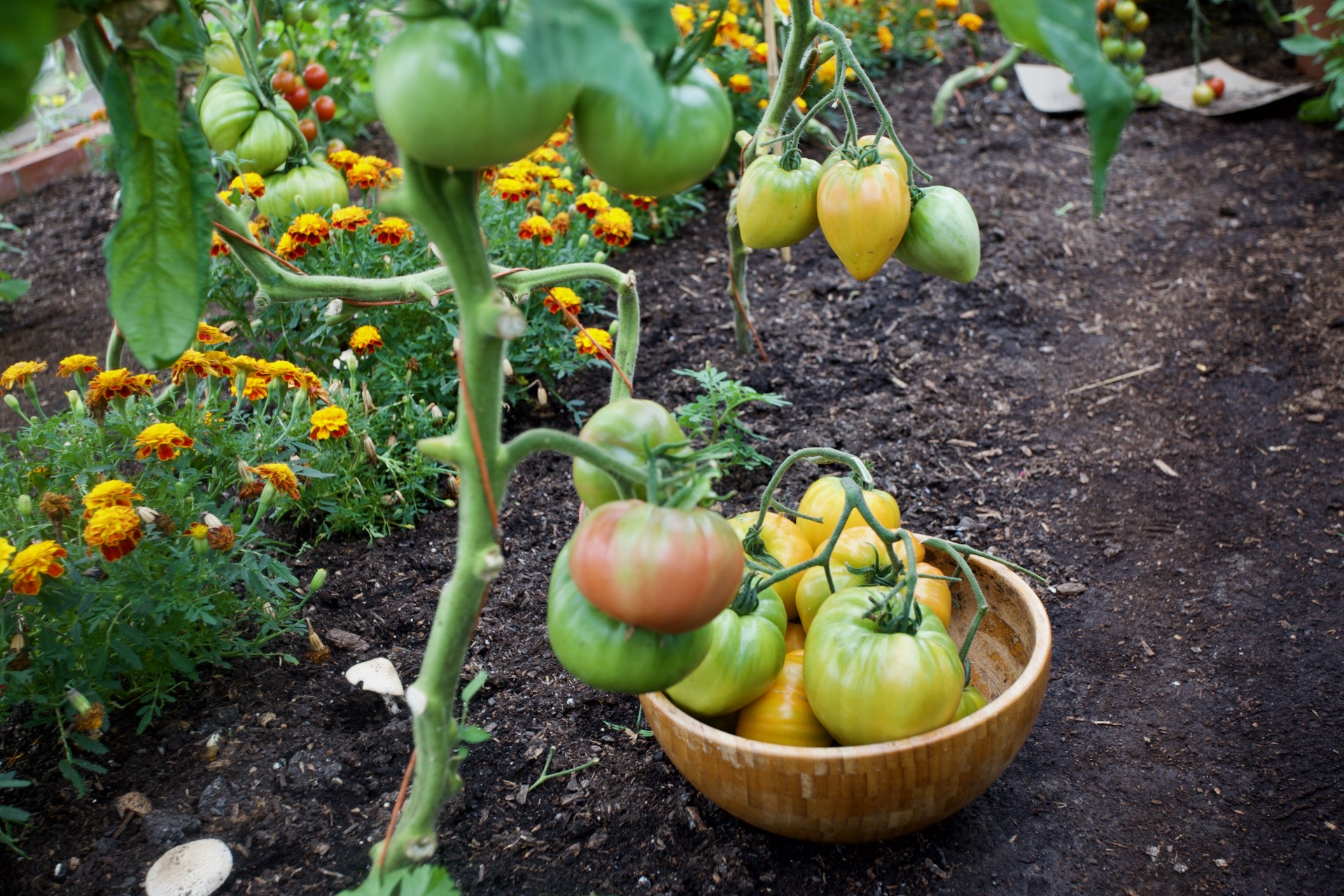 You can pick beef tomatoes at breaking stage, when you see first colour