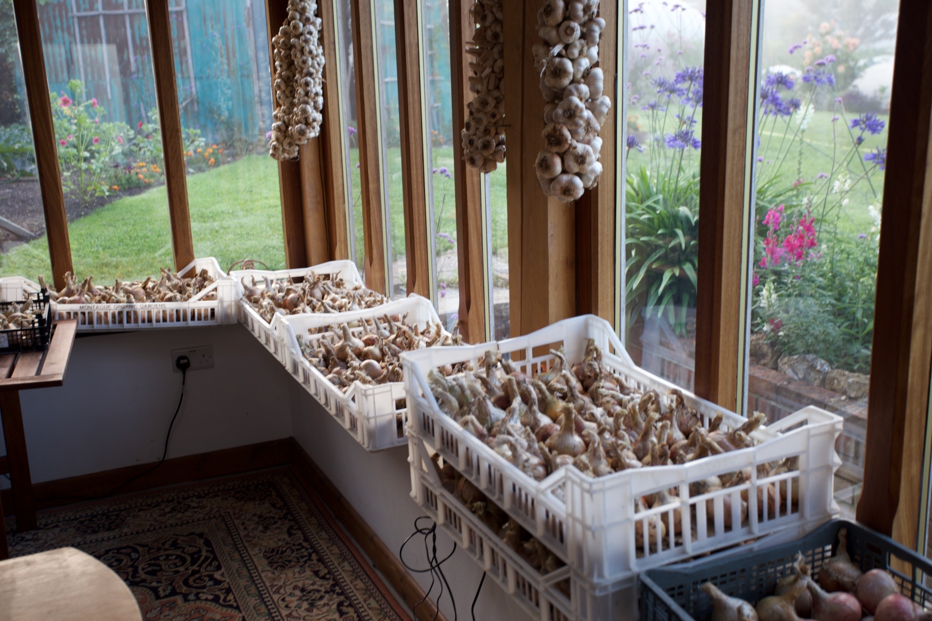 Onions and garlic in my conservatory, late July