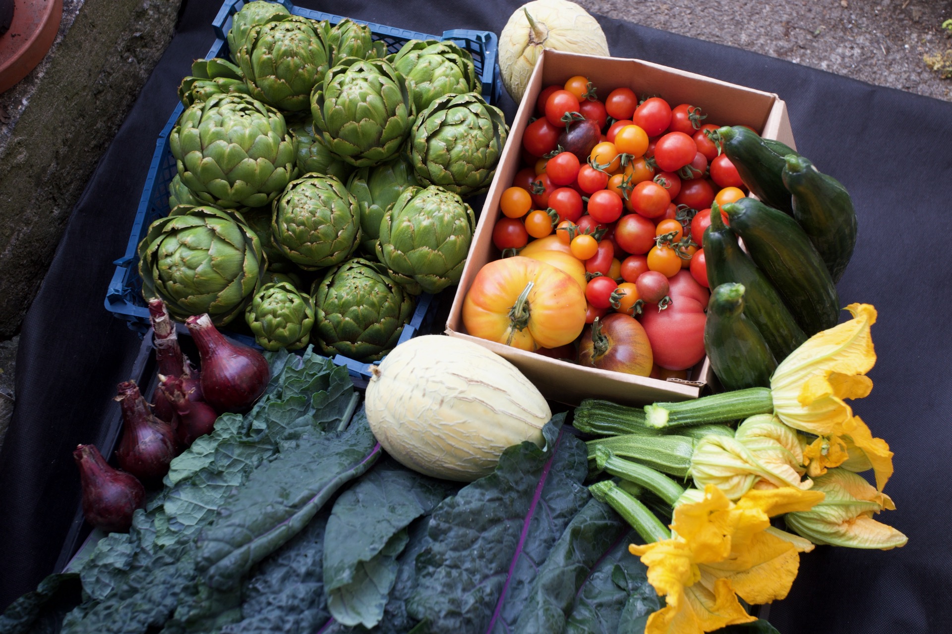 Harvests of 30th July include Imperial Star artichoke sown February, Emir melon and Dazzling Blue kale
