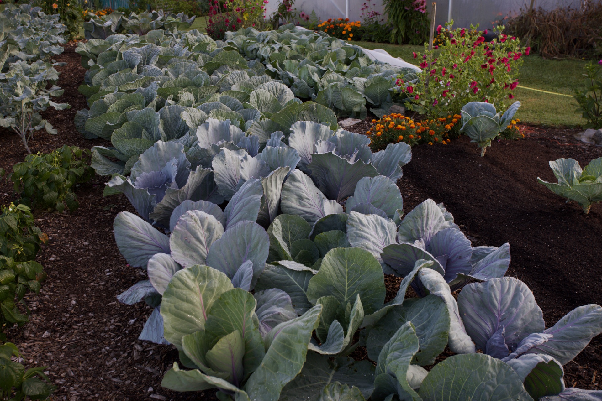 Cabbage beauty 17th August no dig, Granat and Mermaids Tale and Klimaro in front