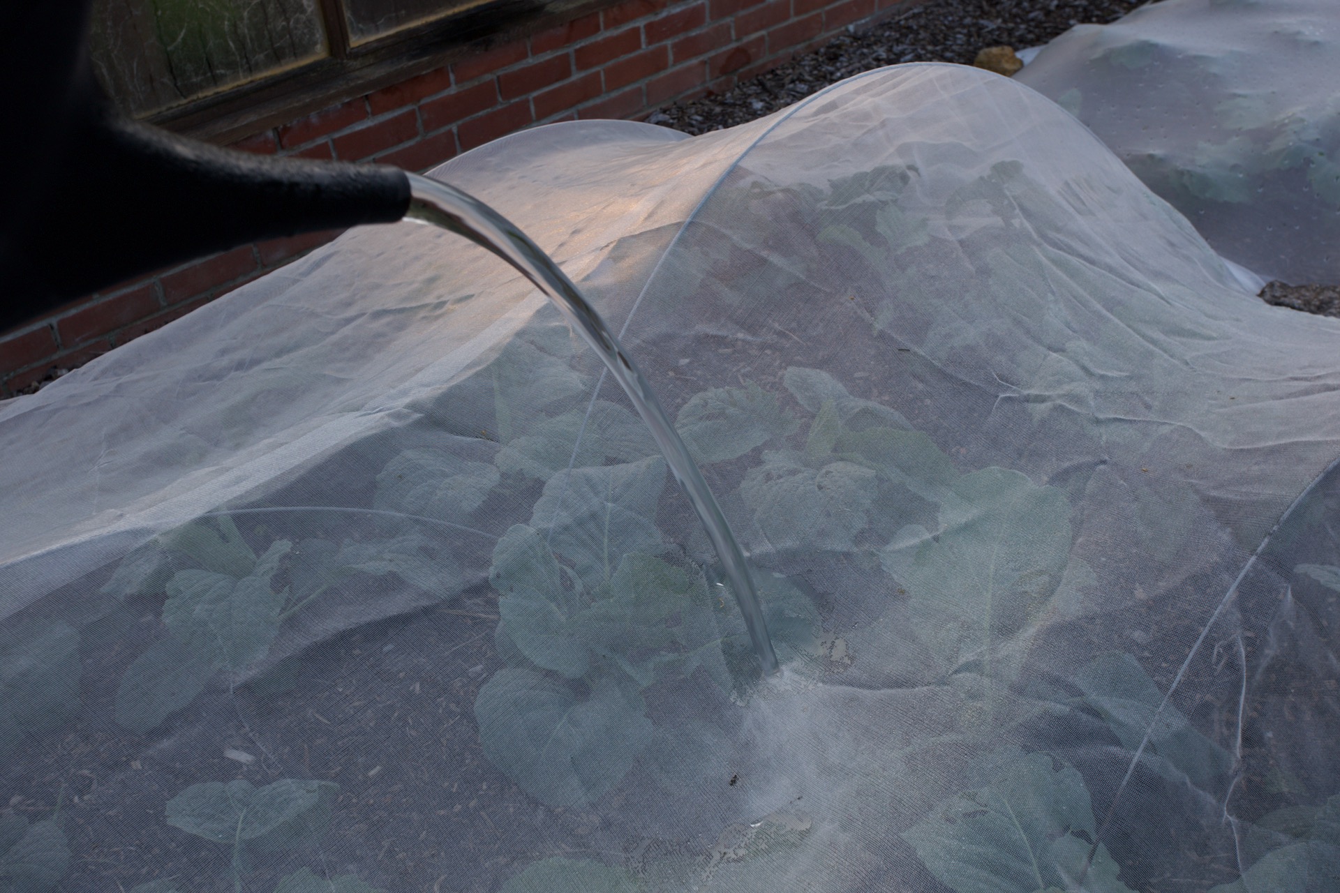 You can water though mesh, saves time removing it. Through fleece works less well.