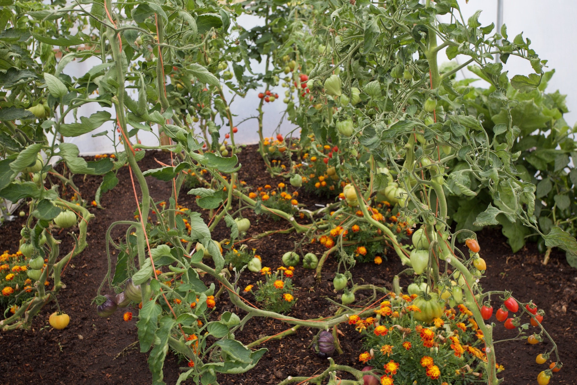 Tomato lower stems deleafed and dropped to lie on the ground, with 6 ft 2 m of working stem above