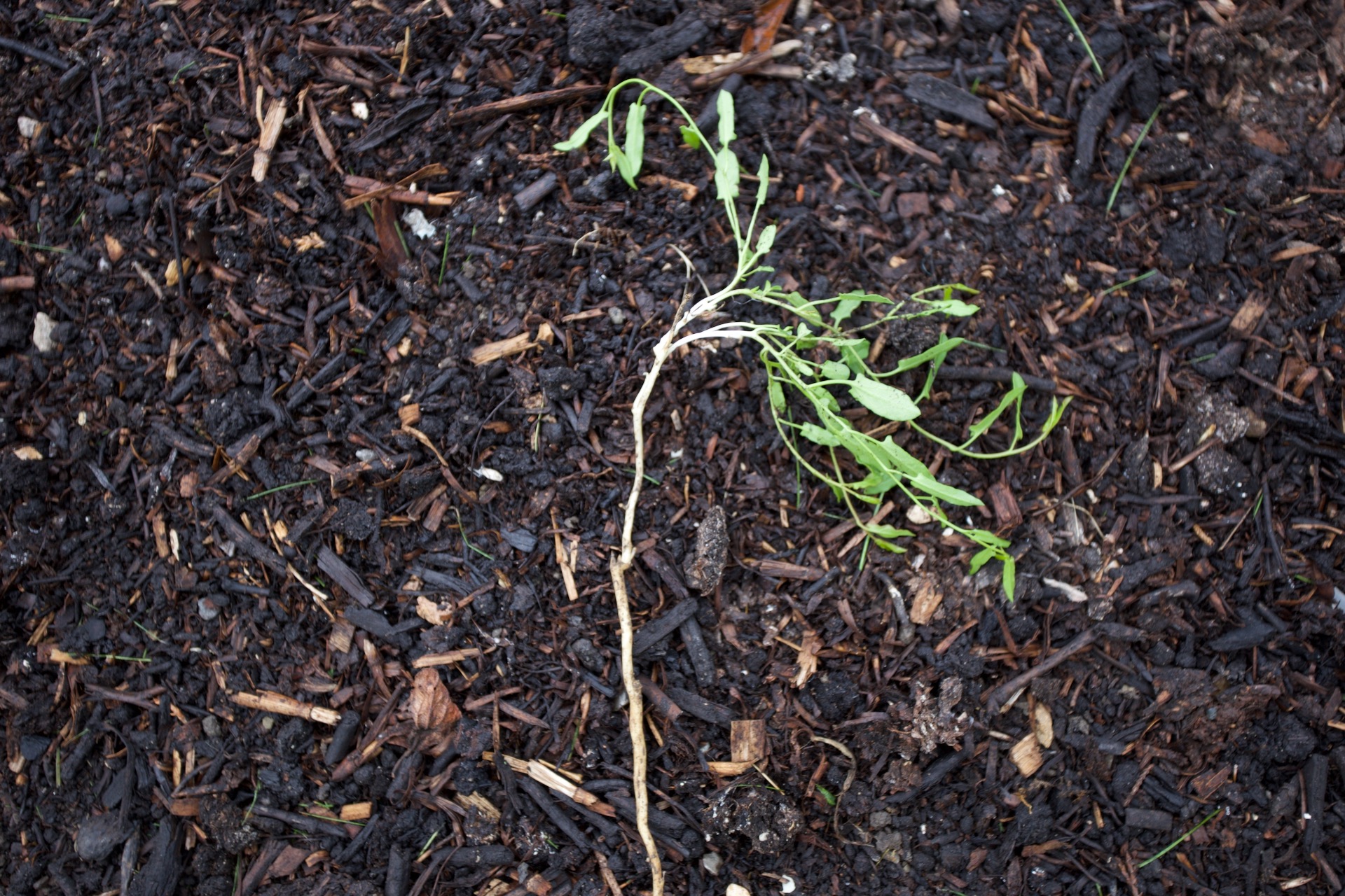 Bindweed convolvulus root came out simply by pulling, needs doing frequently