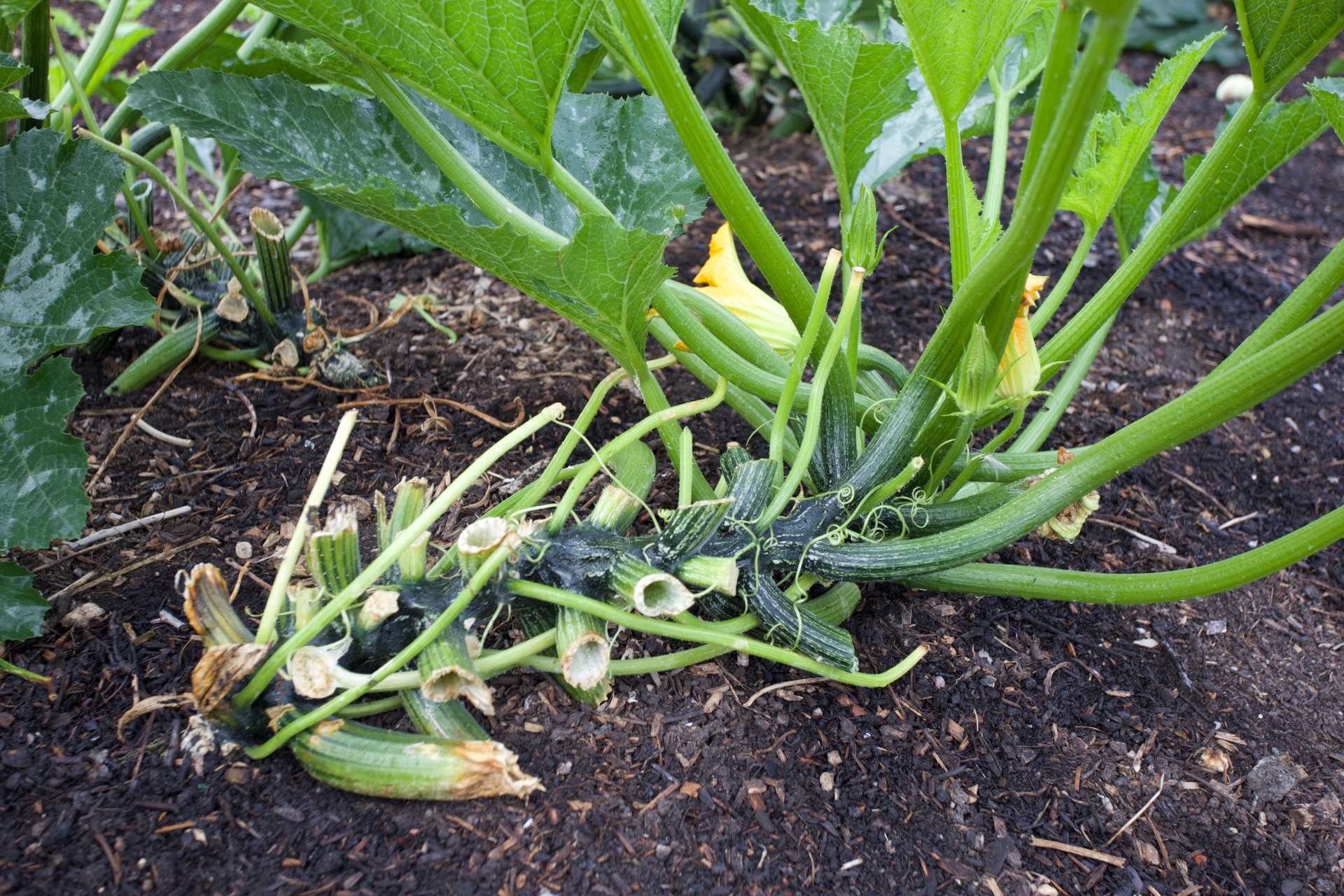 Courgette plants look nicer when you cut off the lower leaves with mildew
