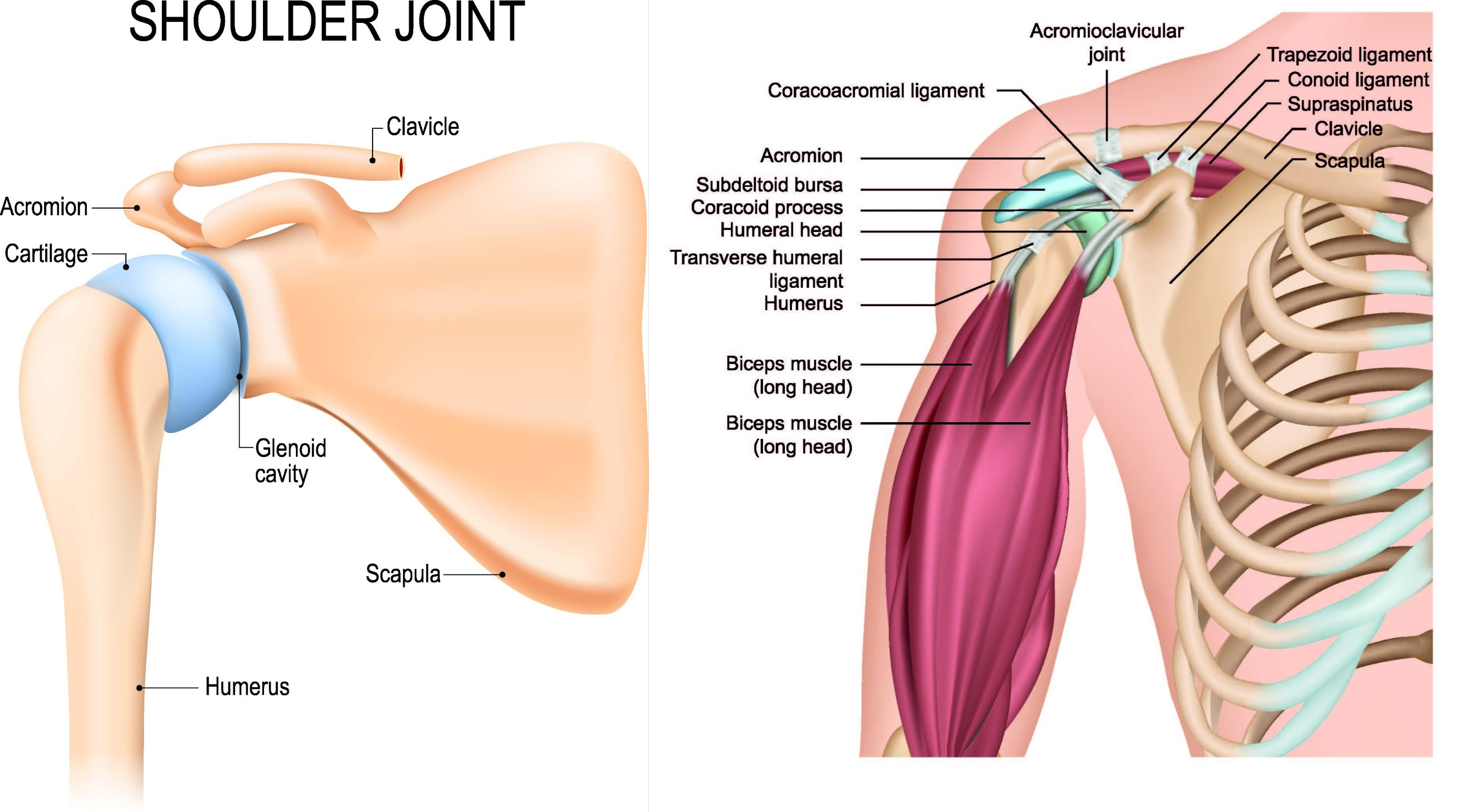 Shoulder Incision Names Shoulder Instability / Dislocation