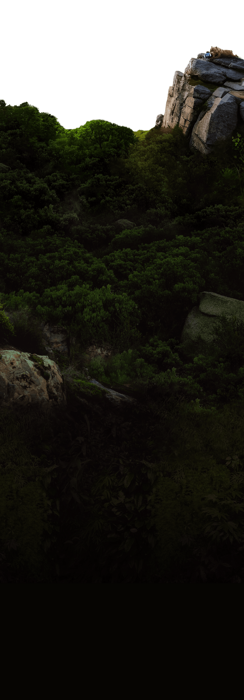 Big Baller Kennels World Famous American Bully Kennel Home of the