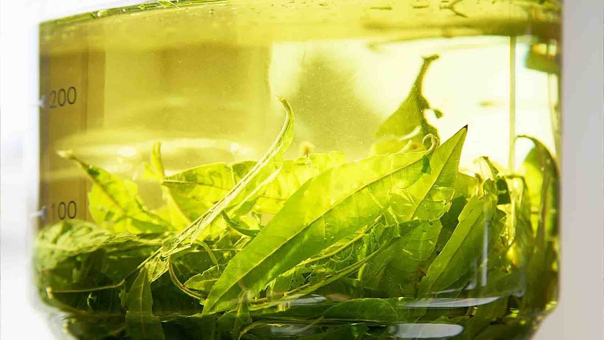 verveine bio en vrac bienfaits