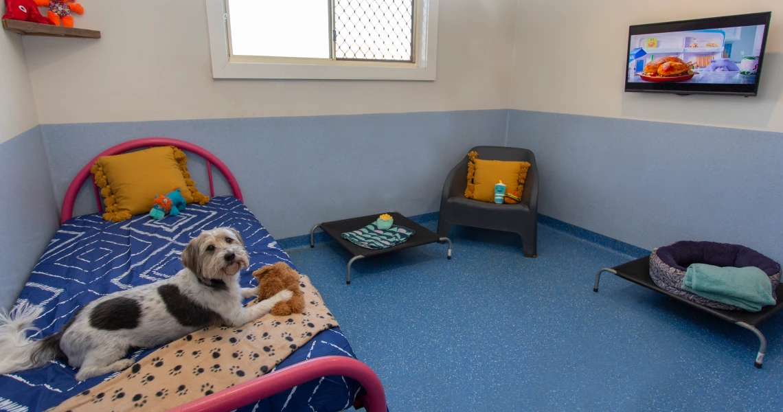 Dog Boarding & Doggy Day Care