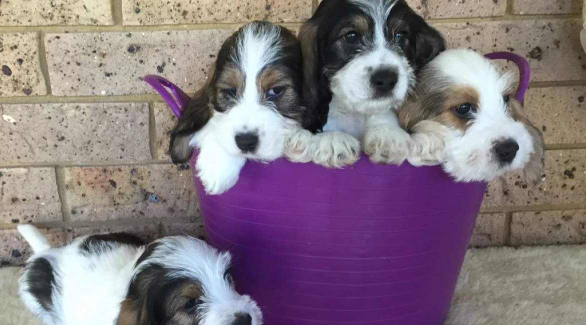 What to expect when you’re expecting a puppy