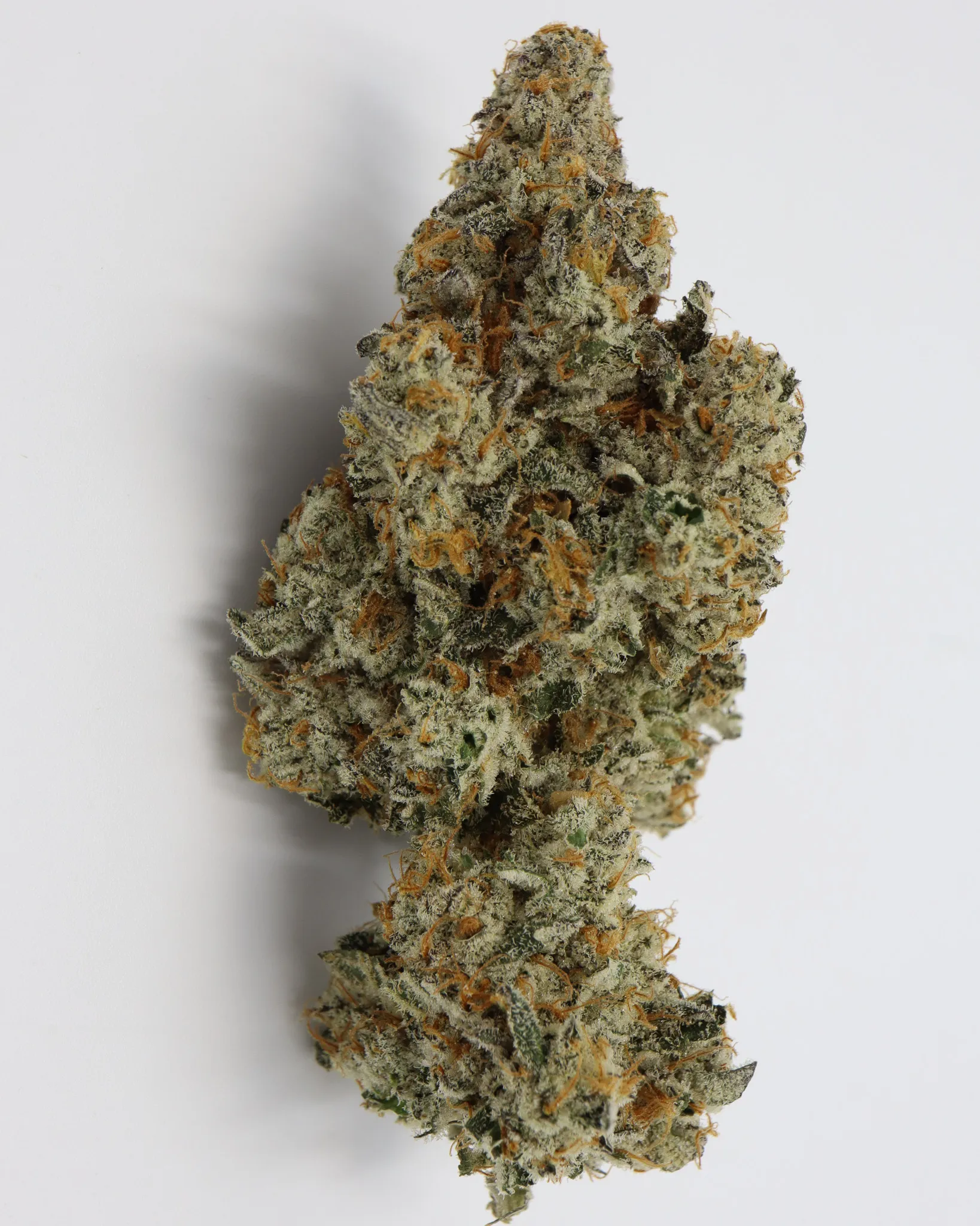 Garlic Funk Strain 58 - 1o45e06