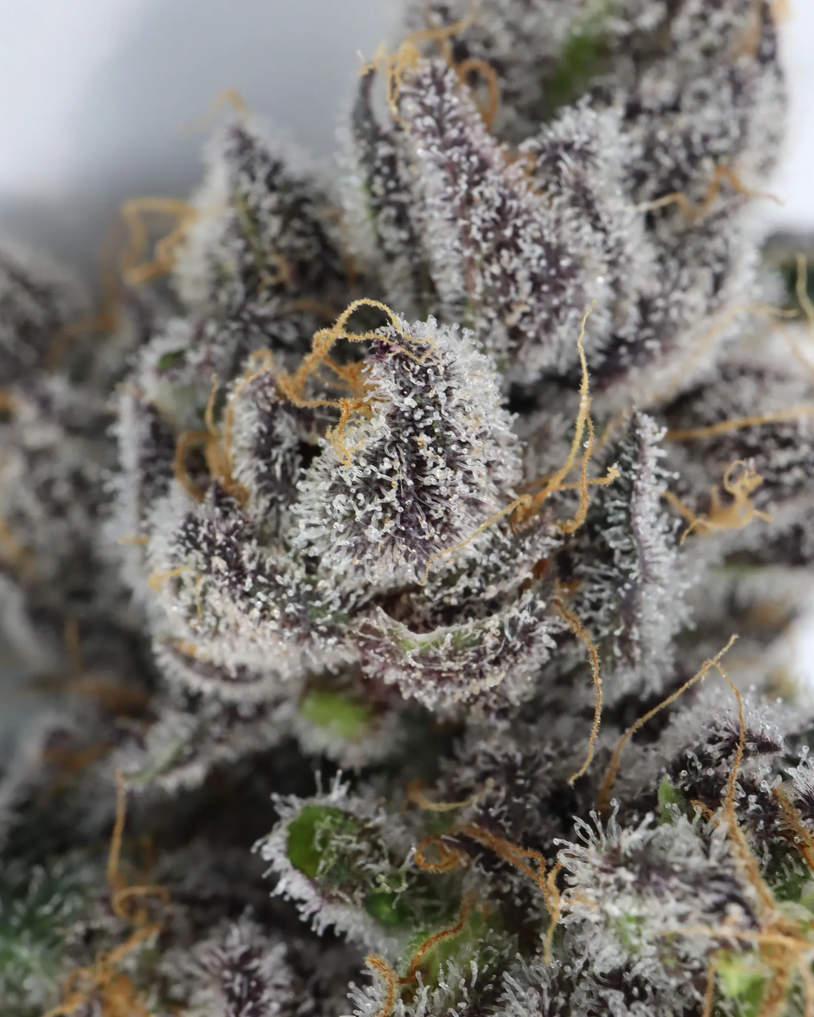 Pomelo Soda Mother Labs