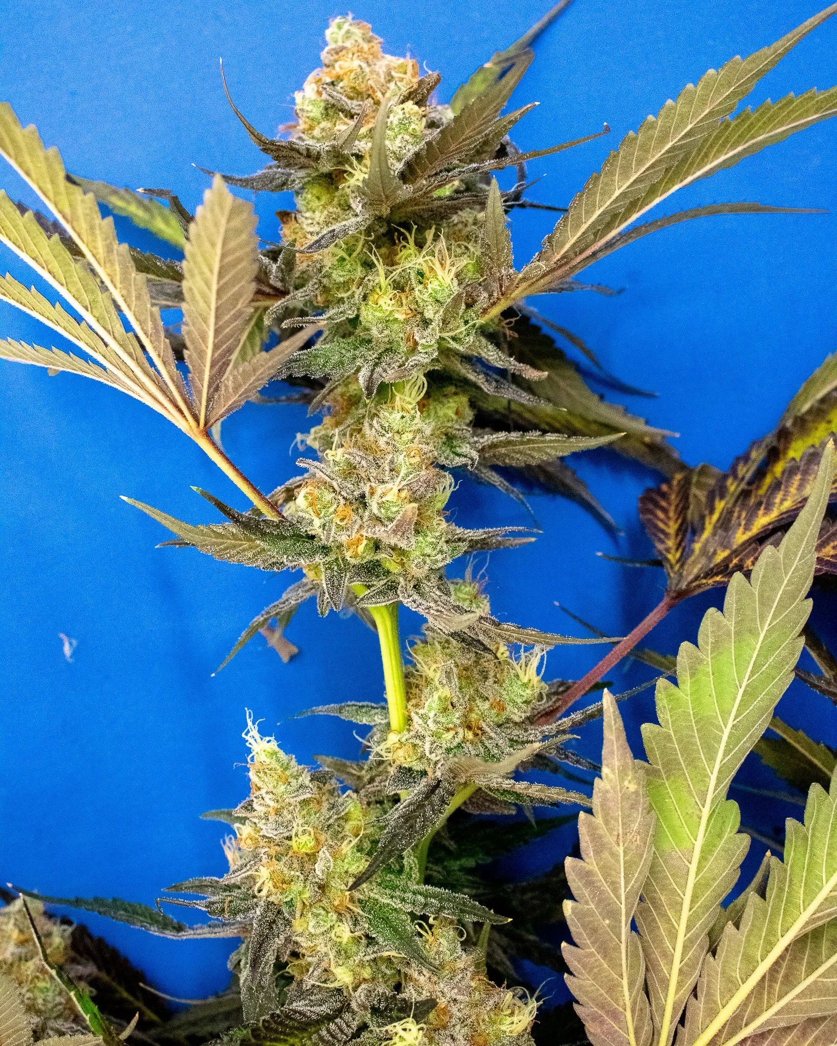 Garlic Juice Mother Labs