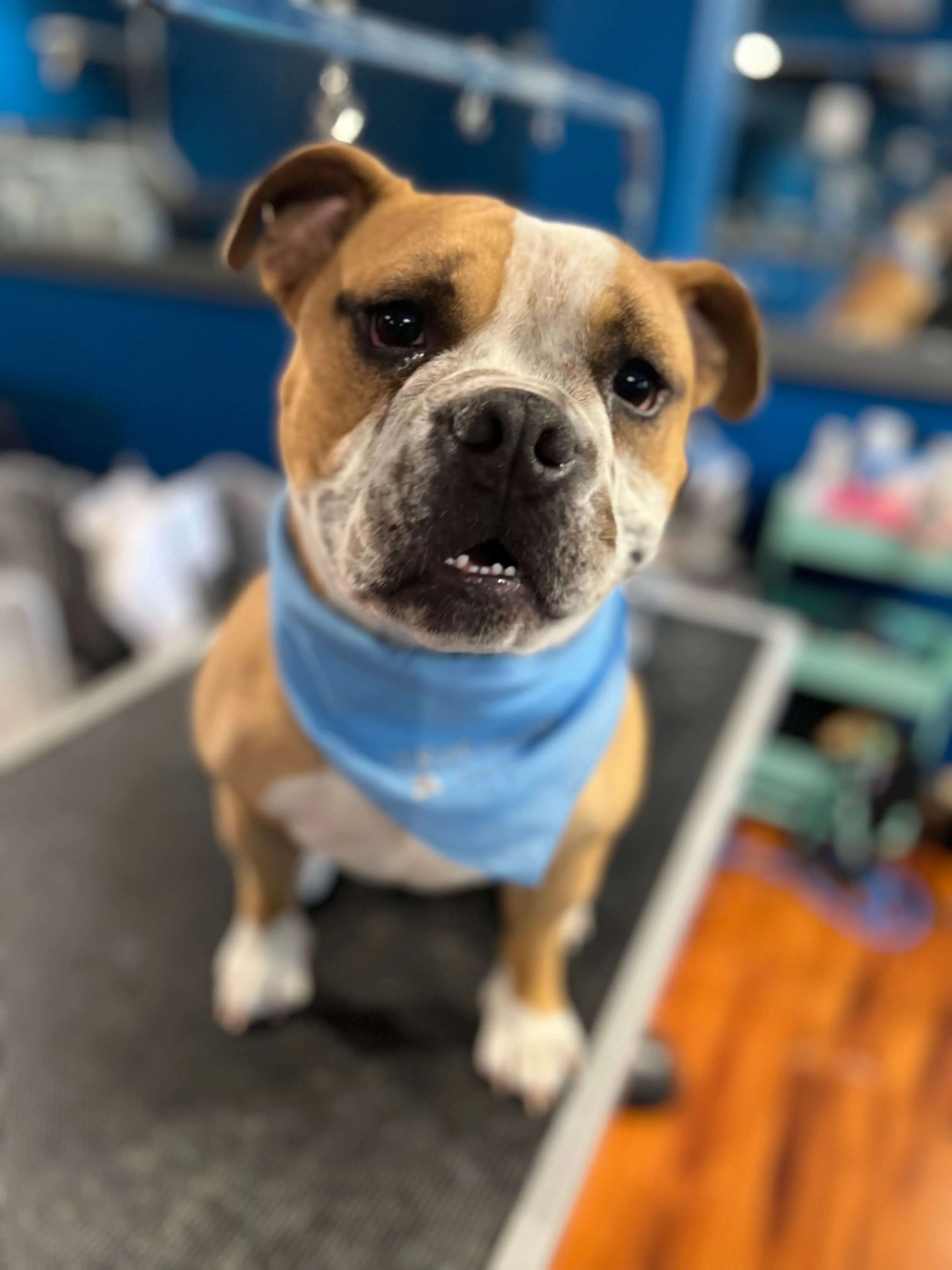 Professional Pet Grooming Services in Hamden, CT True Love Pet Care