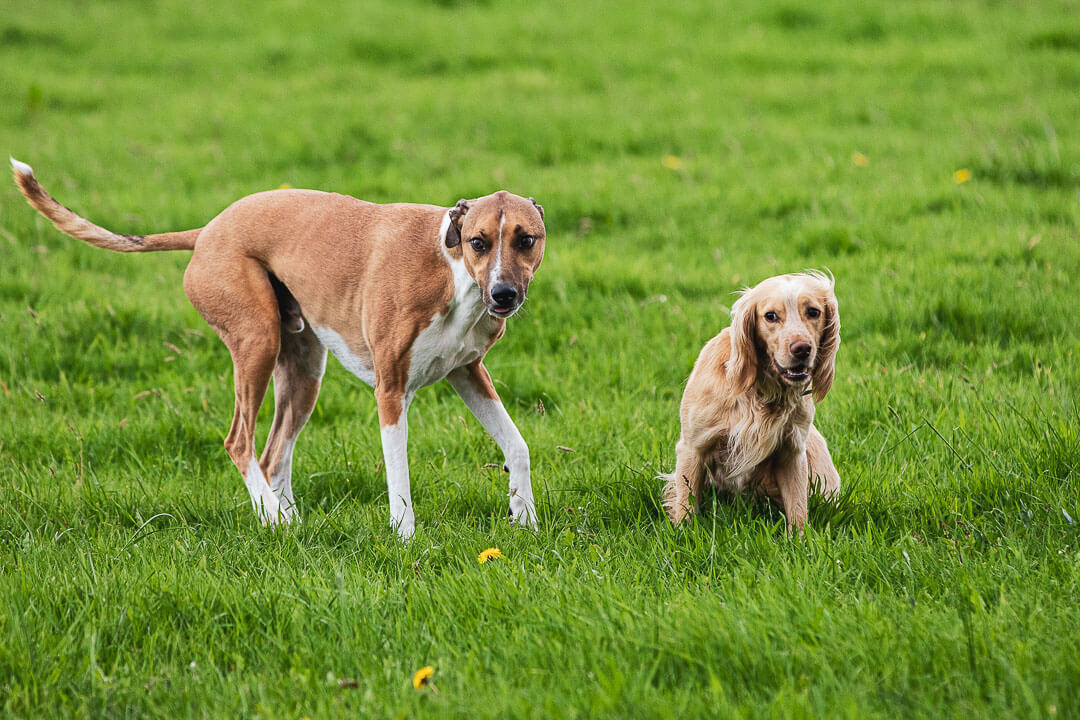 Dog Park for Small Dogs Near Me, Your Ultimate Guide to Fun and Safety