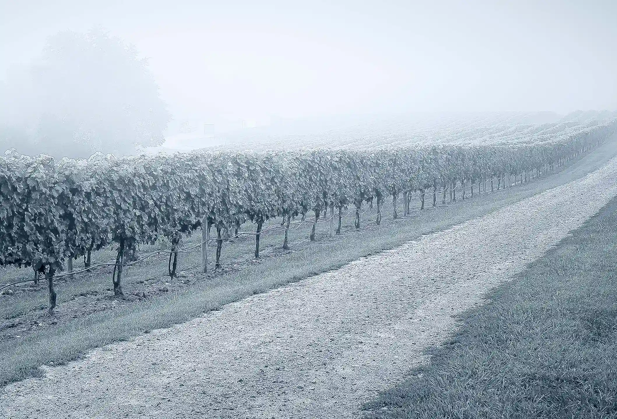 Sauvignon — Gravel Bar Winery