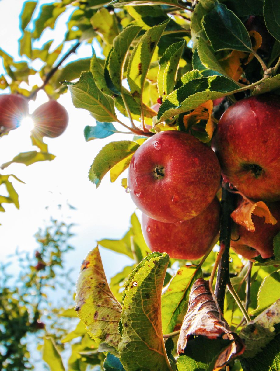 __wf_reserved_inherit