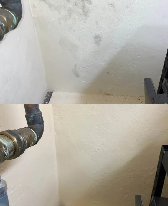 Commercial Mould Cleaning Services
