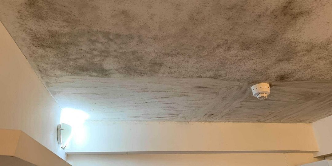 Does Sugar Soap Kill Mould?