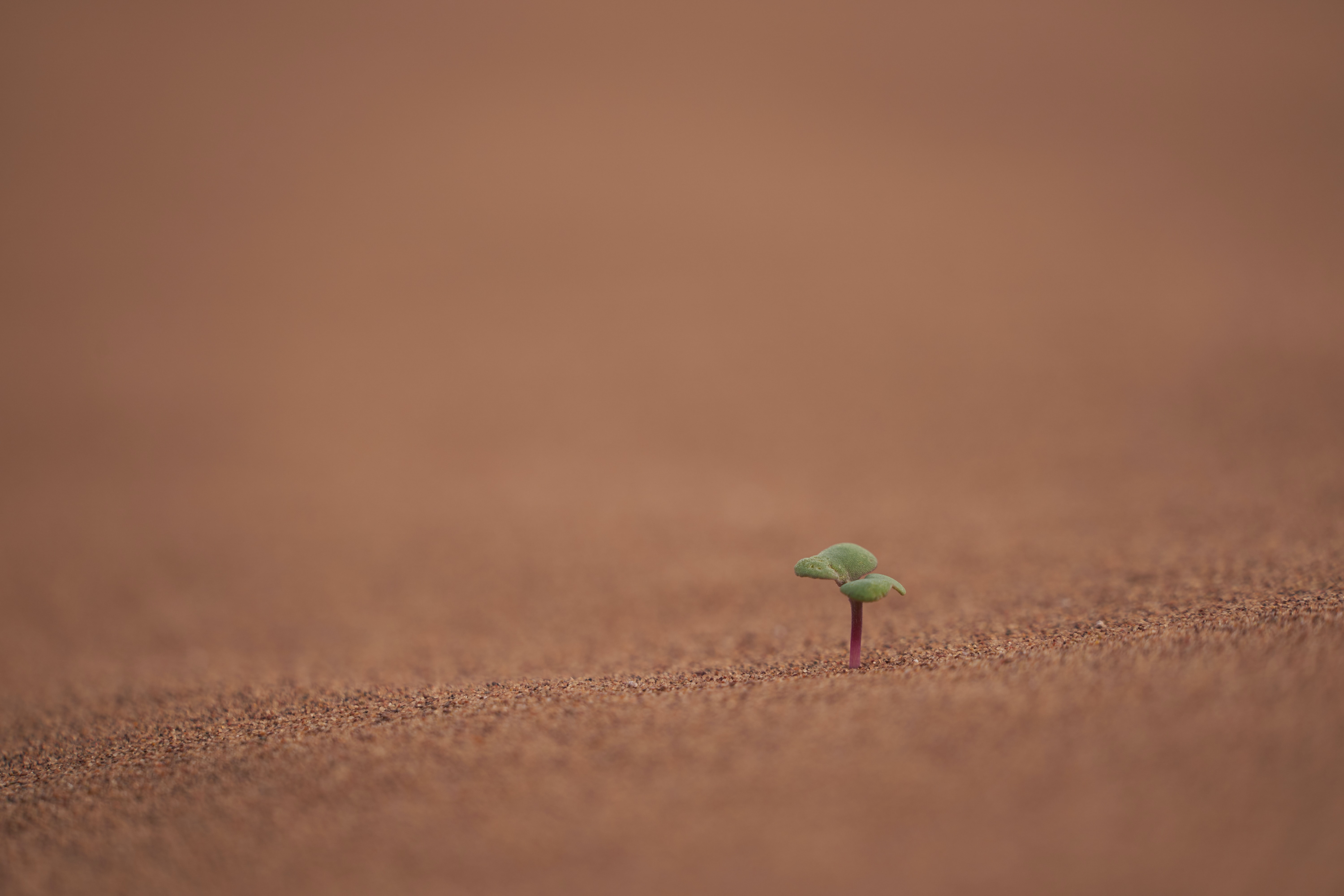 Illustration for From David to Goliath: How small businesses can leverage trust-building content to outshine giants