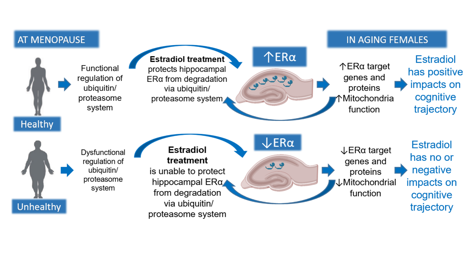 Could Adderall Be Affecting Your Estrogen Levels - eyq6m8y