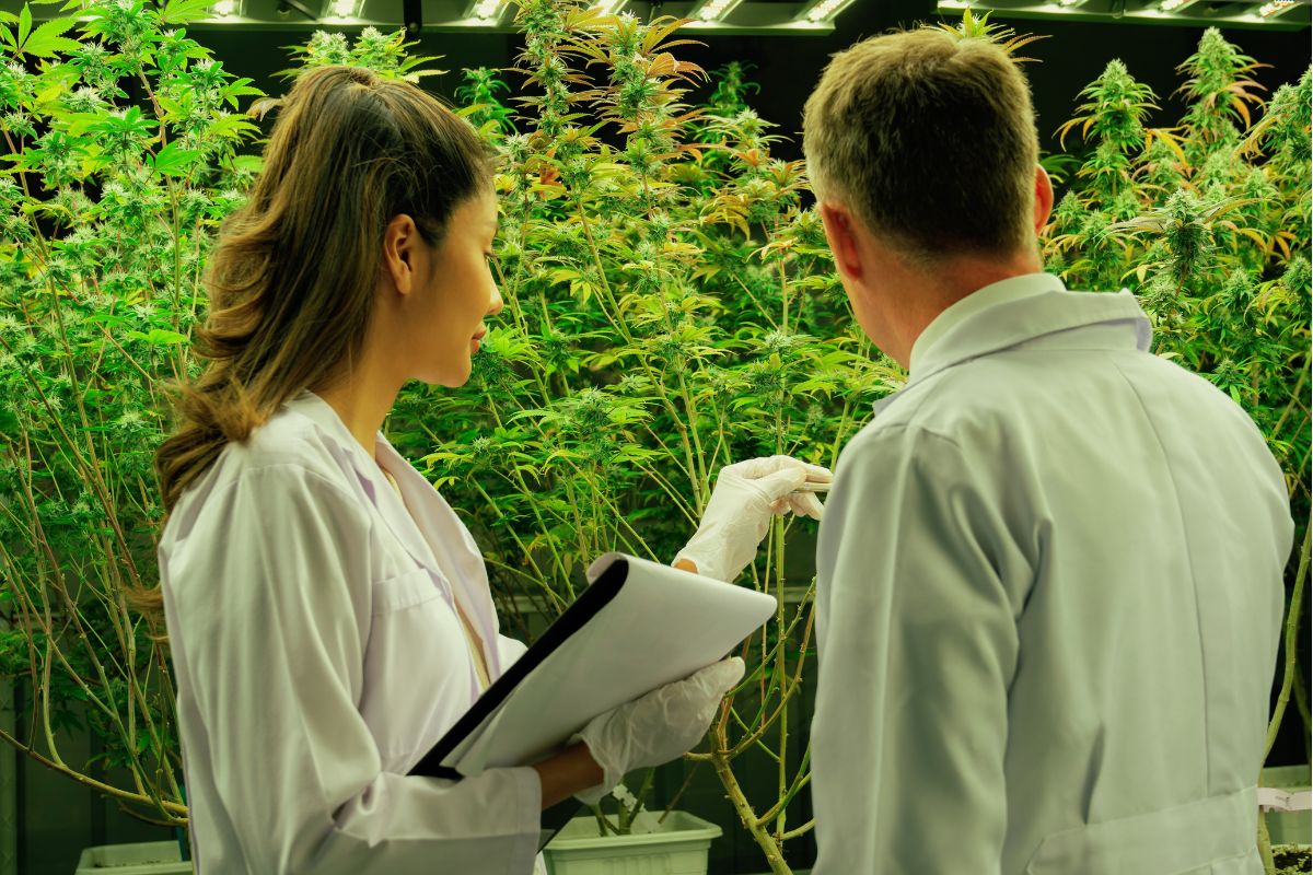 Cannabis Social Club Düsseldorf DuesselHanf e.V.