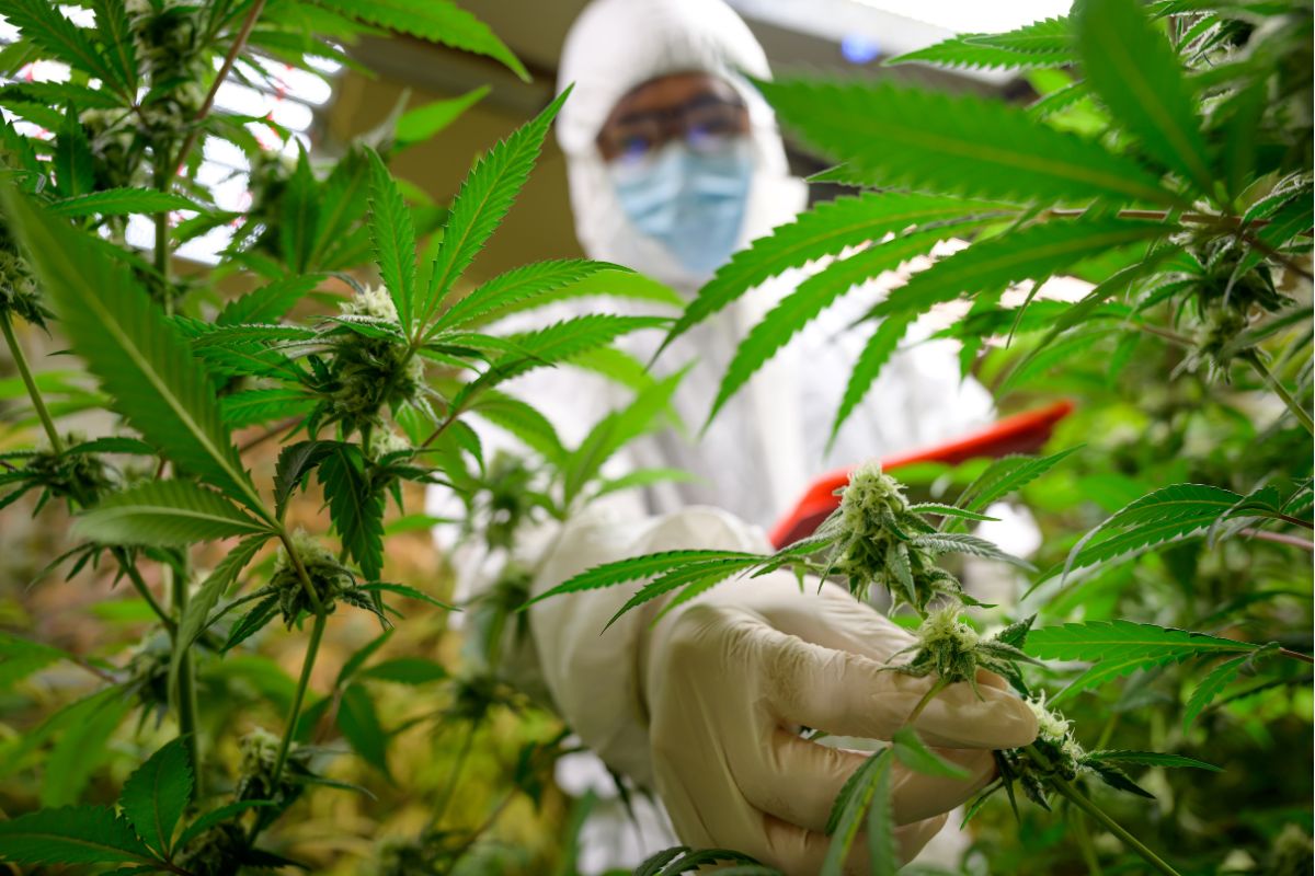 Cannabis Social Club Düsseldorf DuesselHanf e.V.