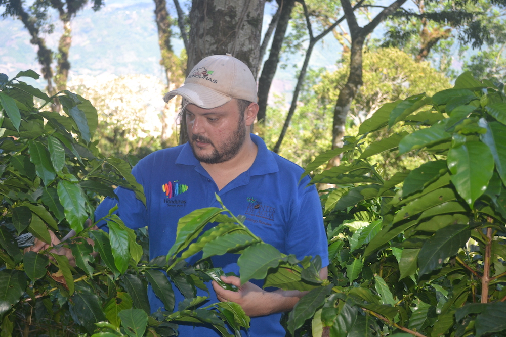 Domingo_ethichub_honduras_cafe