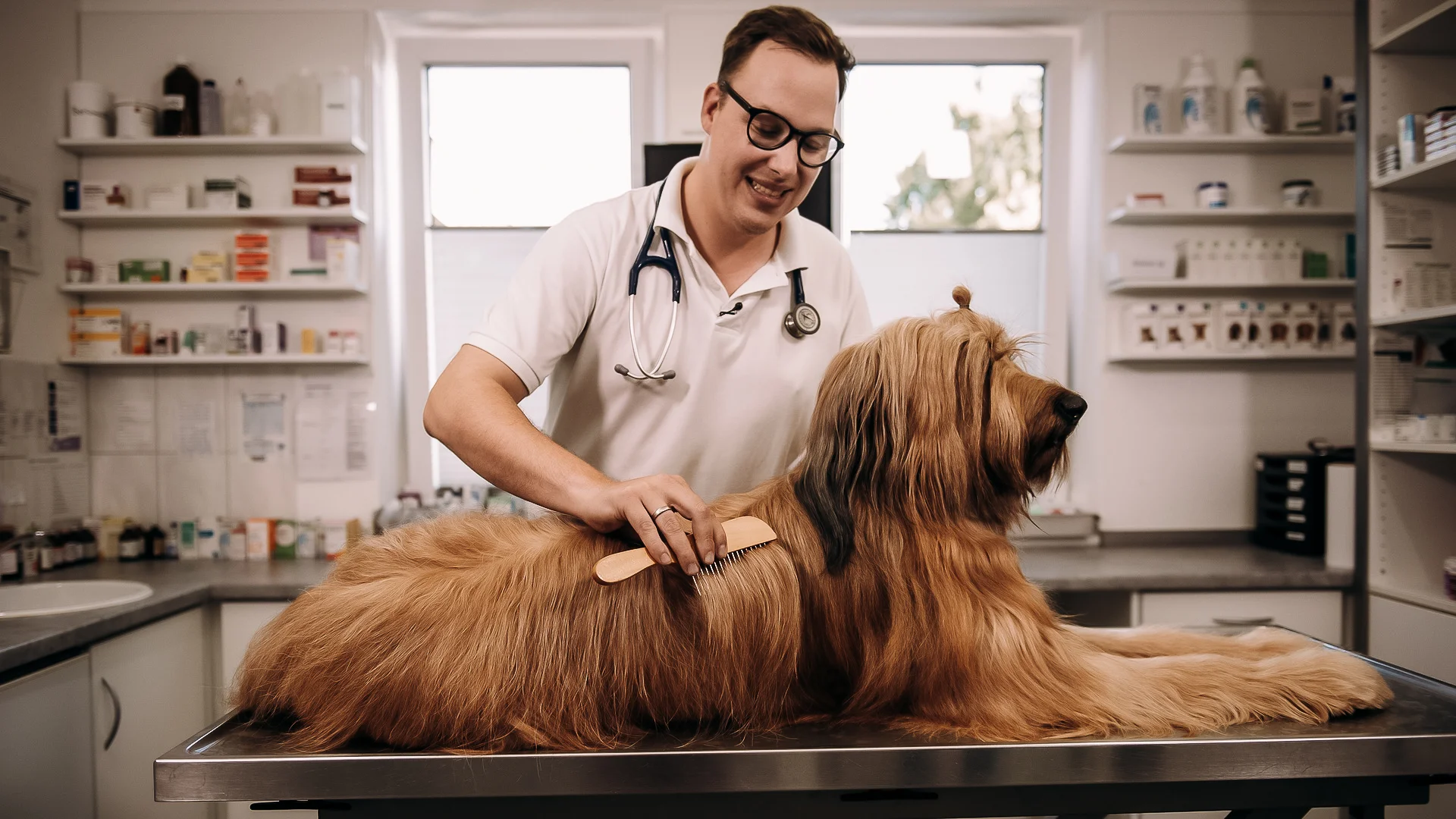 Onlinekurse für Hundebesitzer | wedog.com