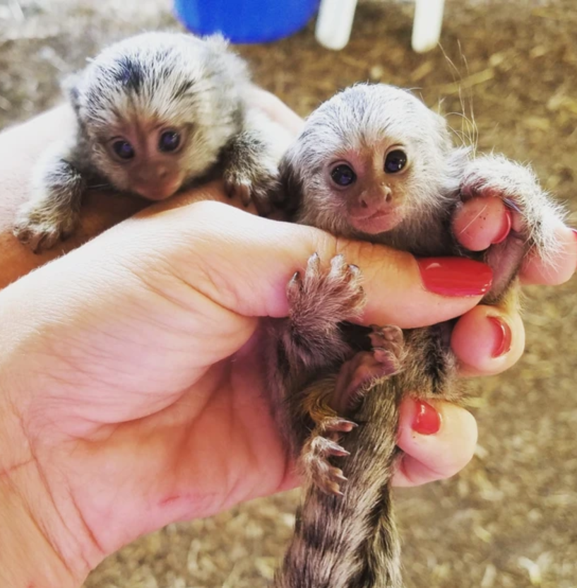 "MARMOSET MONKEYS FOR SALE FINGER MONKEYS